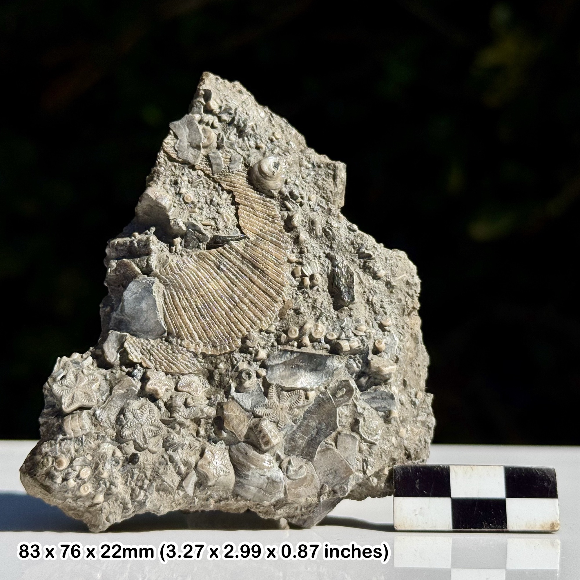 Mass Crinoid and Shell Death Bed Fossil Air Abrasion Etched Blue Lias Jurassic Hock Cliff UK