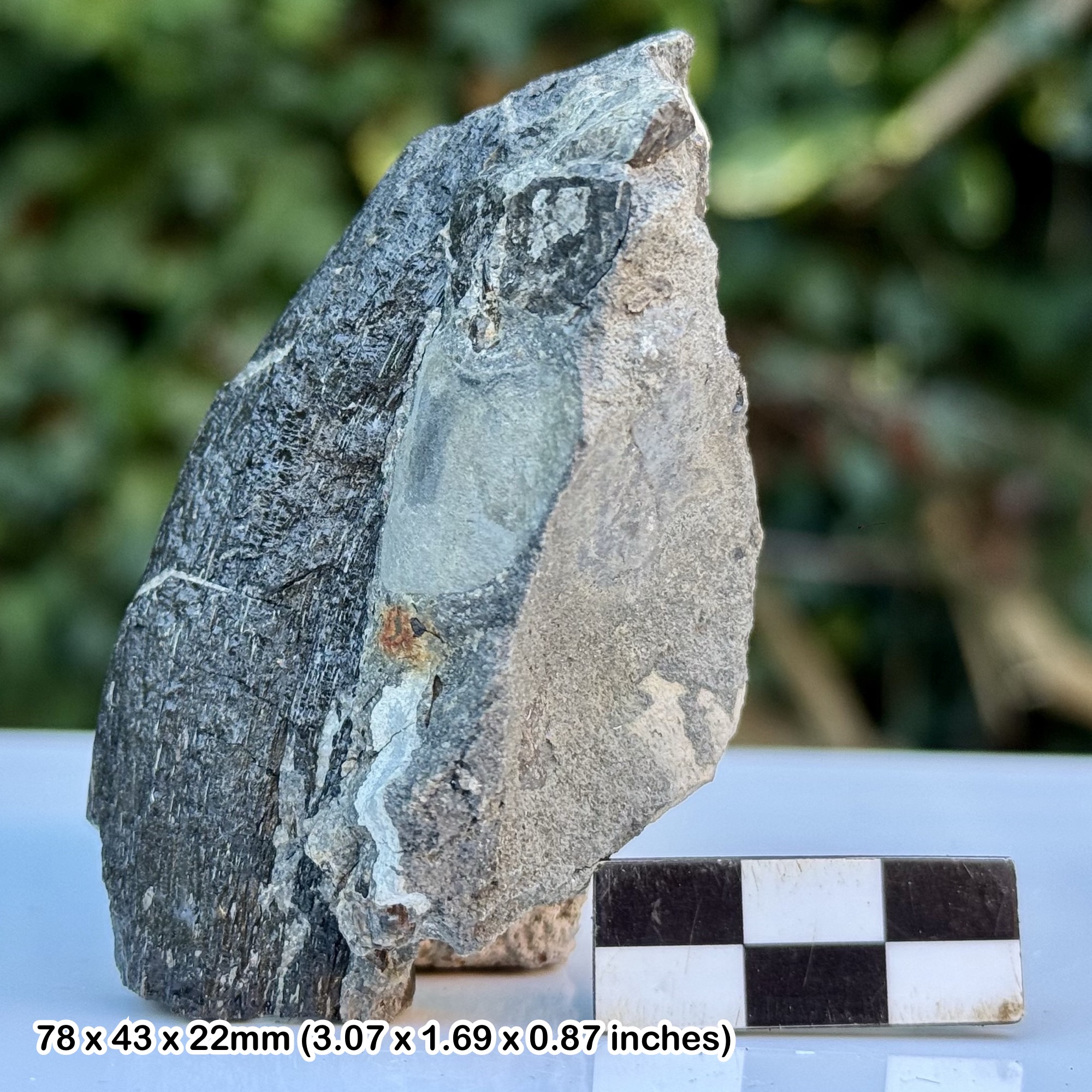 Large Fossil Reptile Bone Block Famous Fish Reptile Coprolite Bed Aust Cliff Westbury Formation Penarth Group Upper Triassic UK