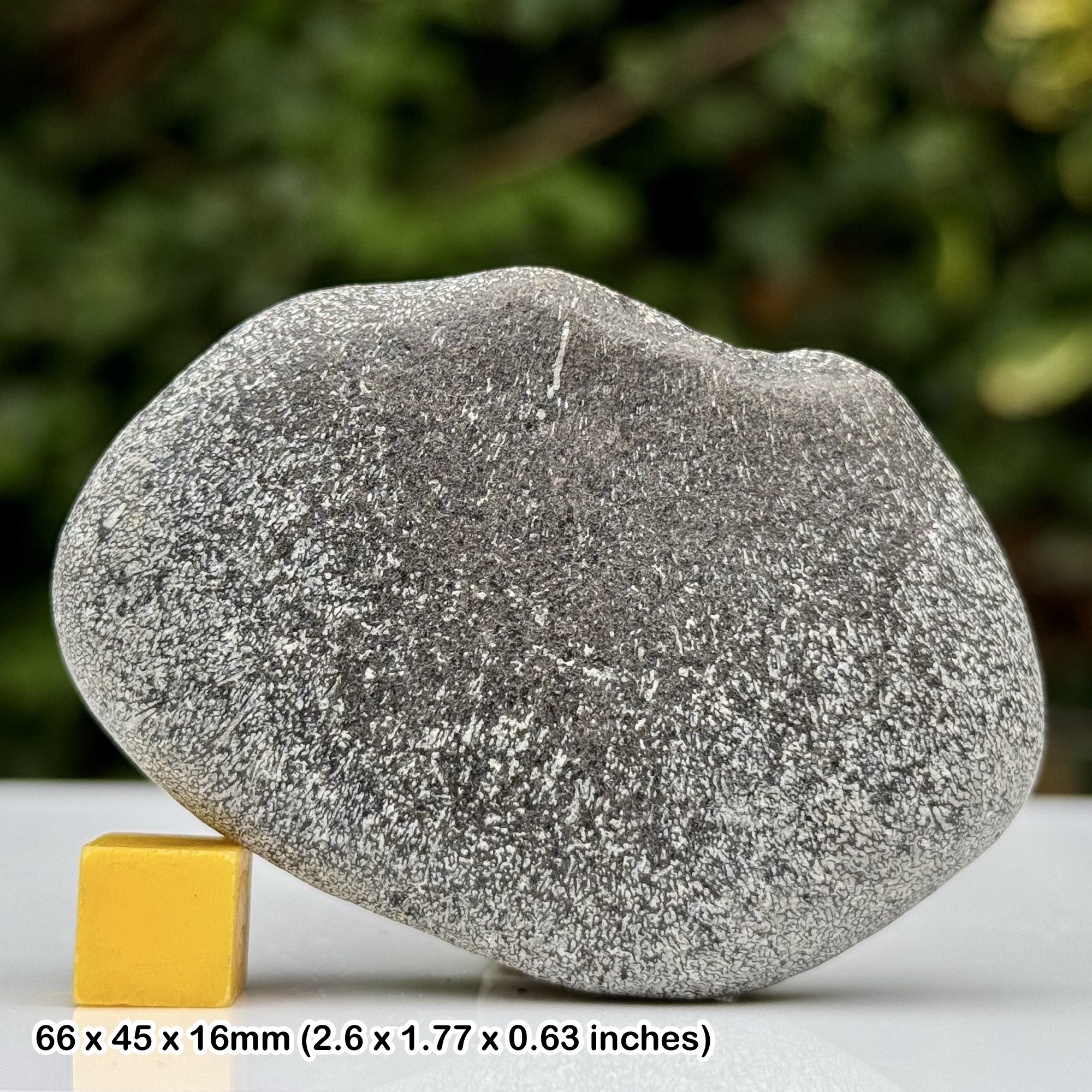 Plesiosaur Bone Fossil Reptile Black Ven Marls Lower Lias Jurassic Coast Lyme Regis Dorset UK