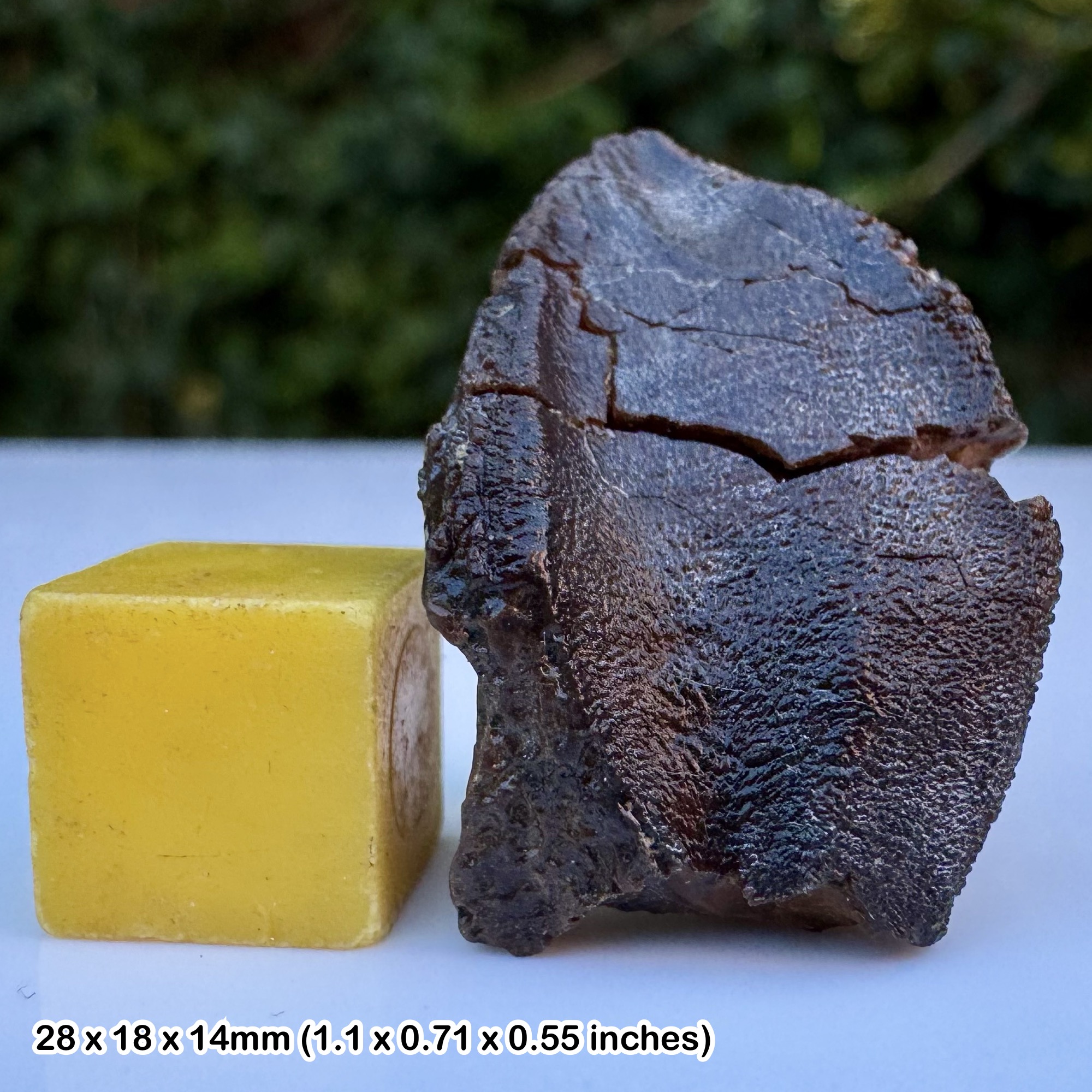 Triceratops Dinosaur Tooth Fossil Genuine Cretaceous Hell Creek Formation North Dakota USA with Certificate of Authenticity