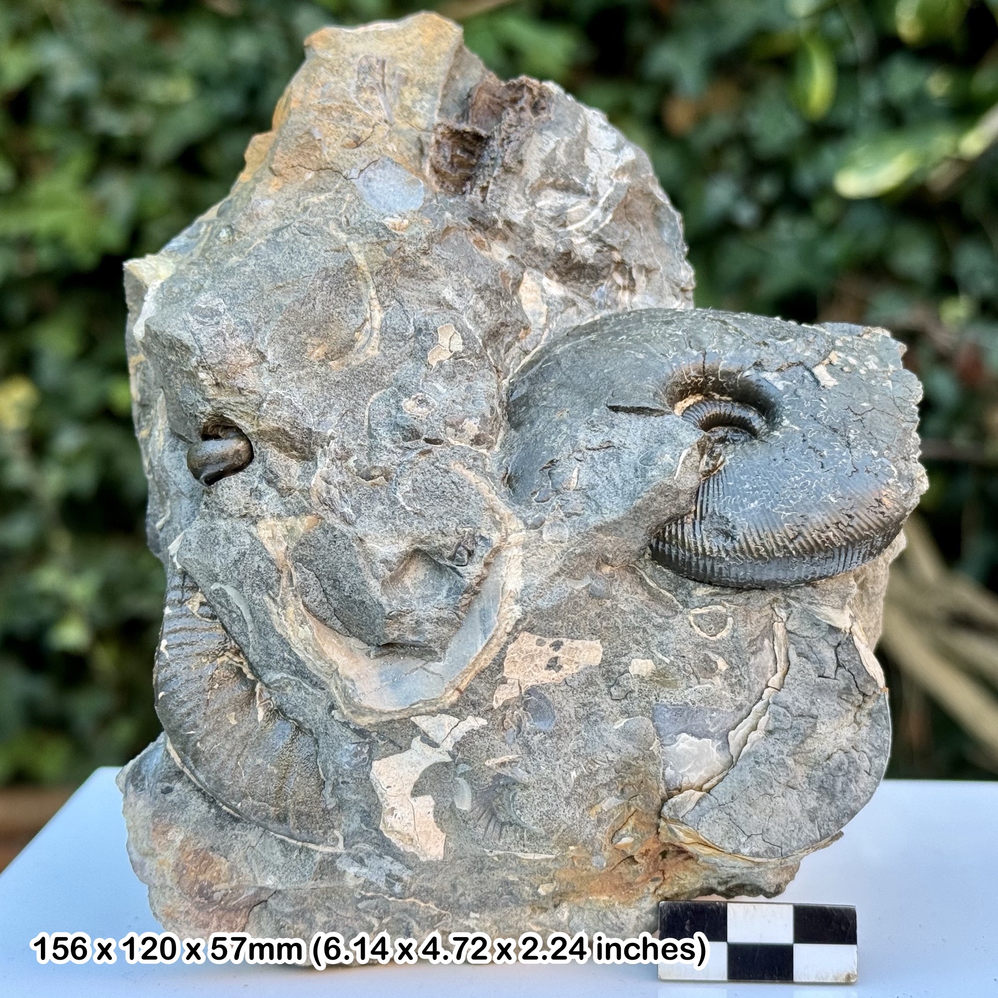 Cadoceras Ammonite Fossil Genuine Jurassic Callovian Kellaways Beds Latton Quarry Cotswold Water Park Swindon UK with COA