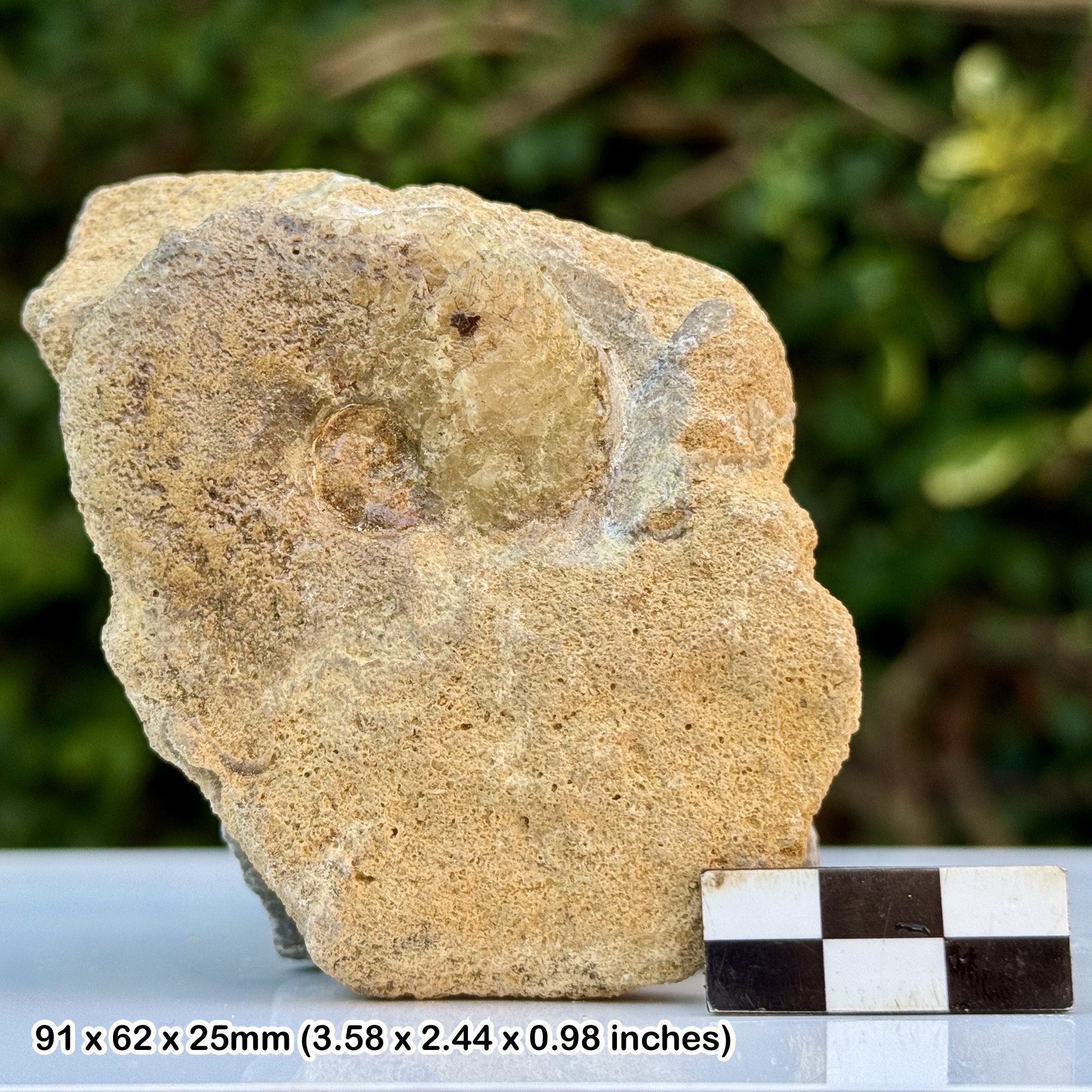 Rare Gleviceras abaloensis Ammonite Fossil Genuine Jurassic Upper Pliensbachian St Peters Field Radstock UK with Certificate of Authenticity