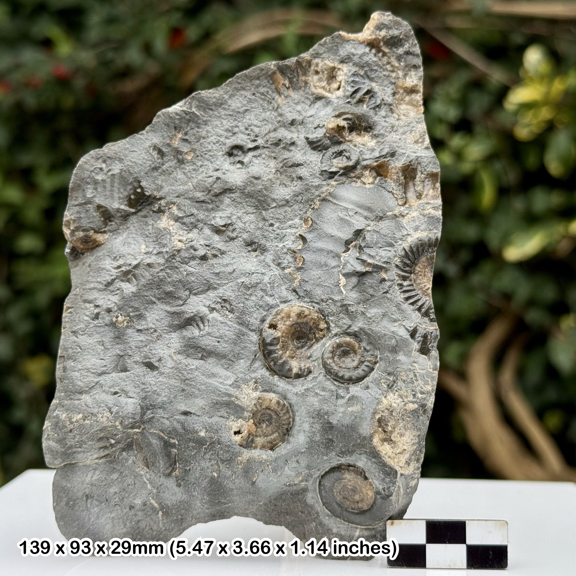 Arnioceras Promicroceras Multi Block Ammonites Fossil Lower Lias Lyme Regis Dorset UK