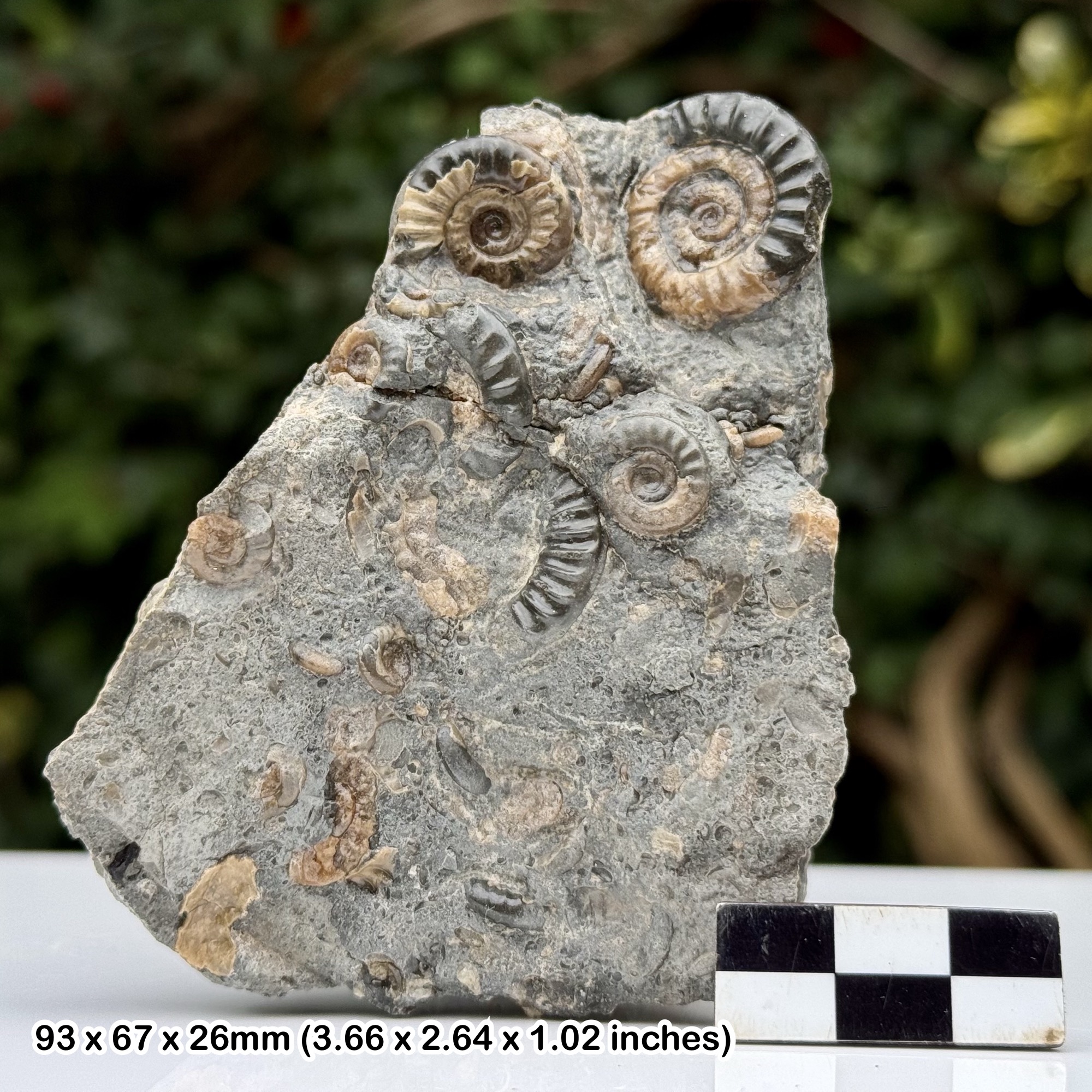 Arnioceras Calcite Multi Block Ammonites Fossil Lower Lias Lyme Regis Dorset UK