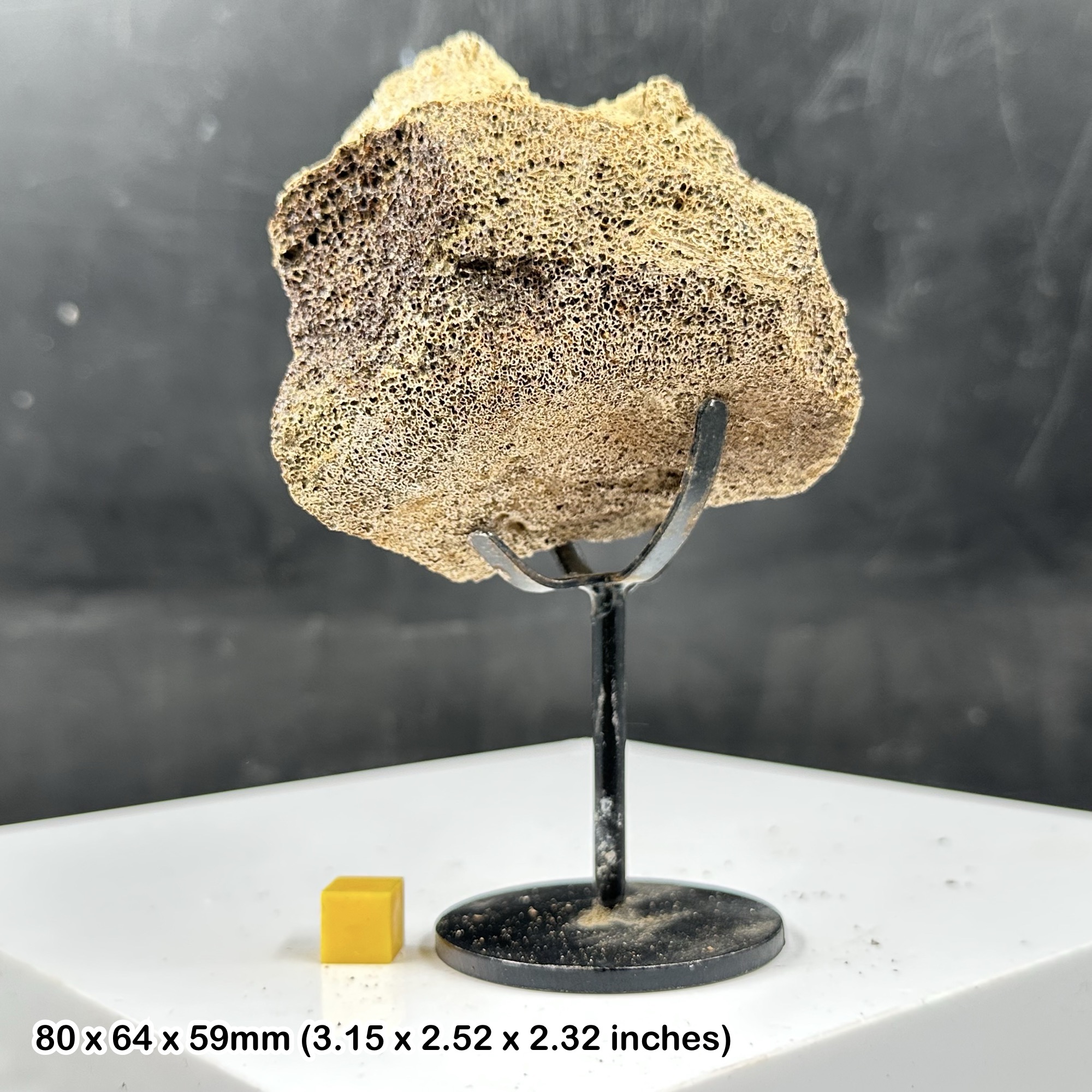 Rare Triceratops Dinosaur Vertebra Fossil Bone with Metal Stand, Hell Creek Formation, Maastrichtian Upper Cretaceous, Harding County USA