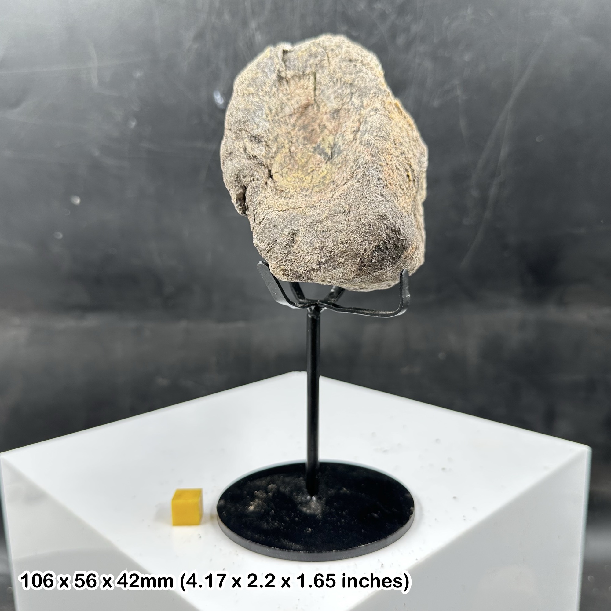 Rare Camarasaurus Dinosaur Vertebra Fossil Bone with Metal Stand, Morrison Formation, Upper Jurassic, Harding County USA