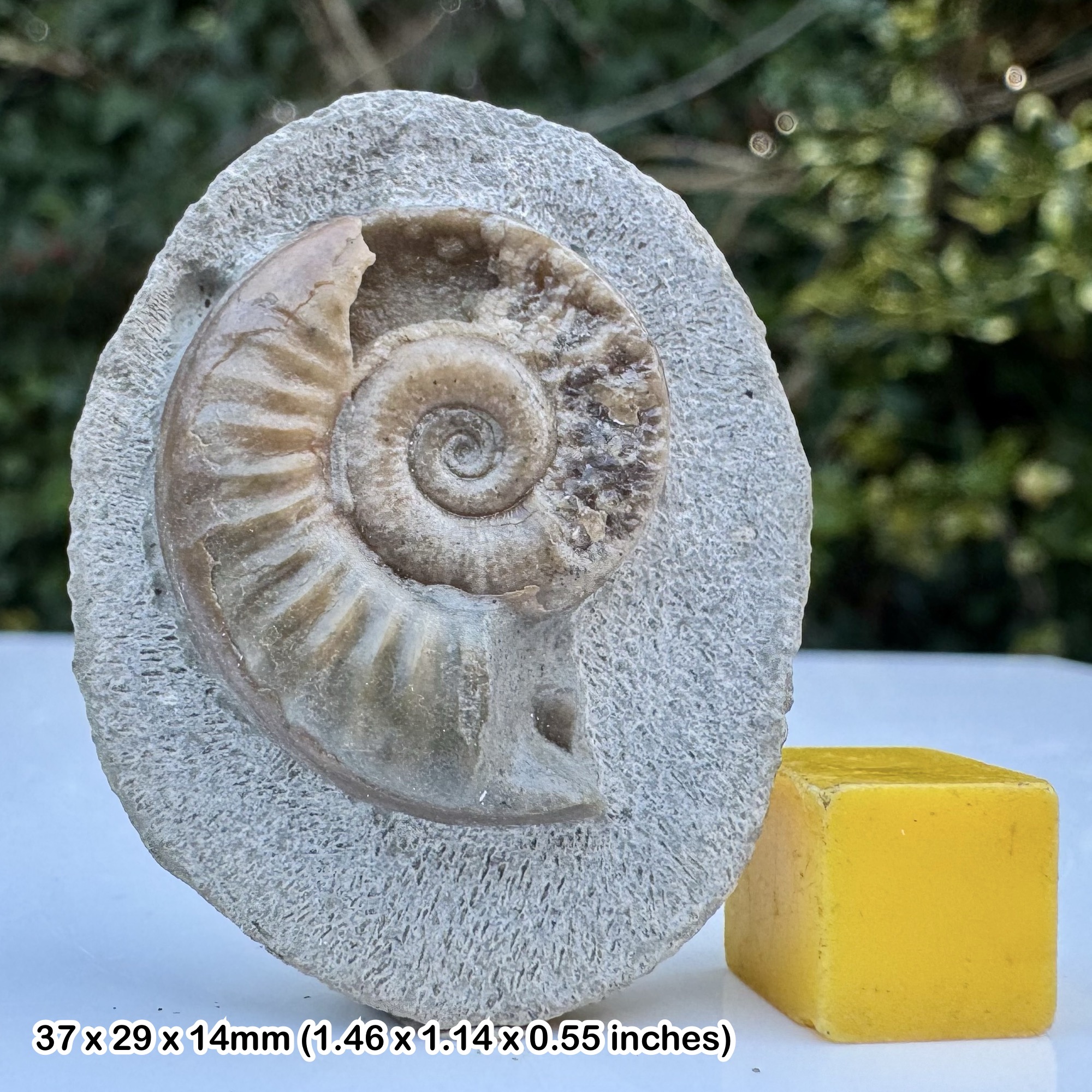 Arnioceras Fossil Ammonite Black Ven Marls Lower Lias Jurassic Coast Black Ven Lyme Regis Dorset UK