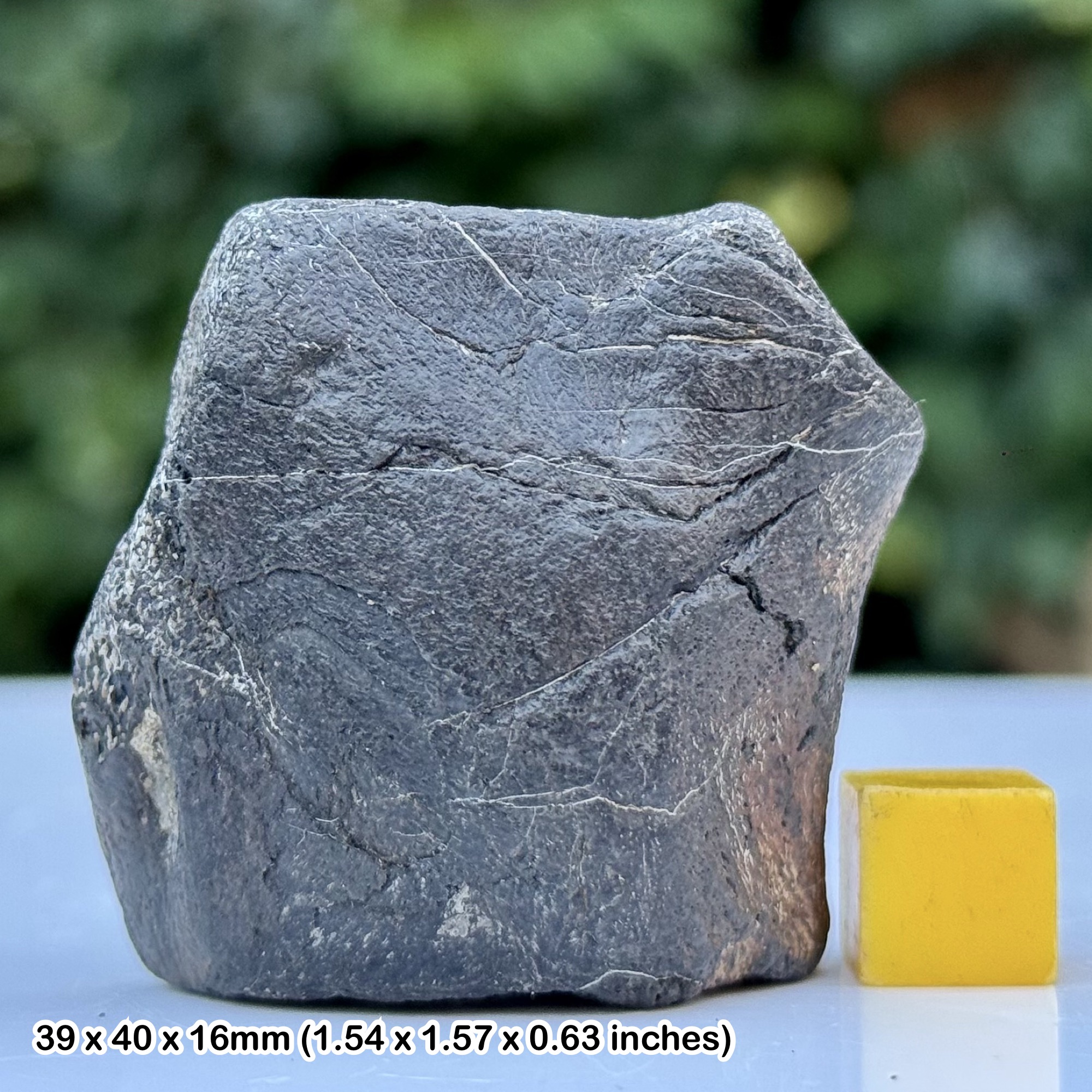 Plesiosaur Bone Fossil Reptile Black Ven Marls Lower Lias Jurassic Coast Black Ven Lyme Regis Dorset UK