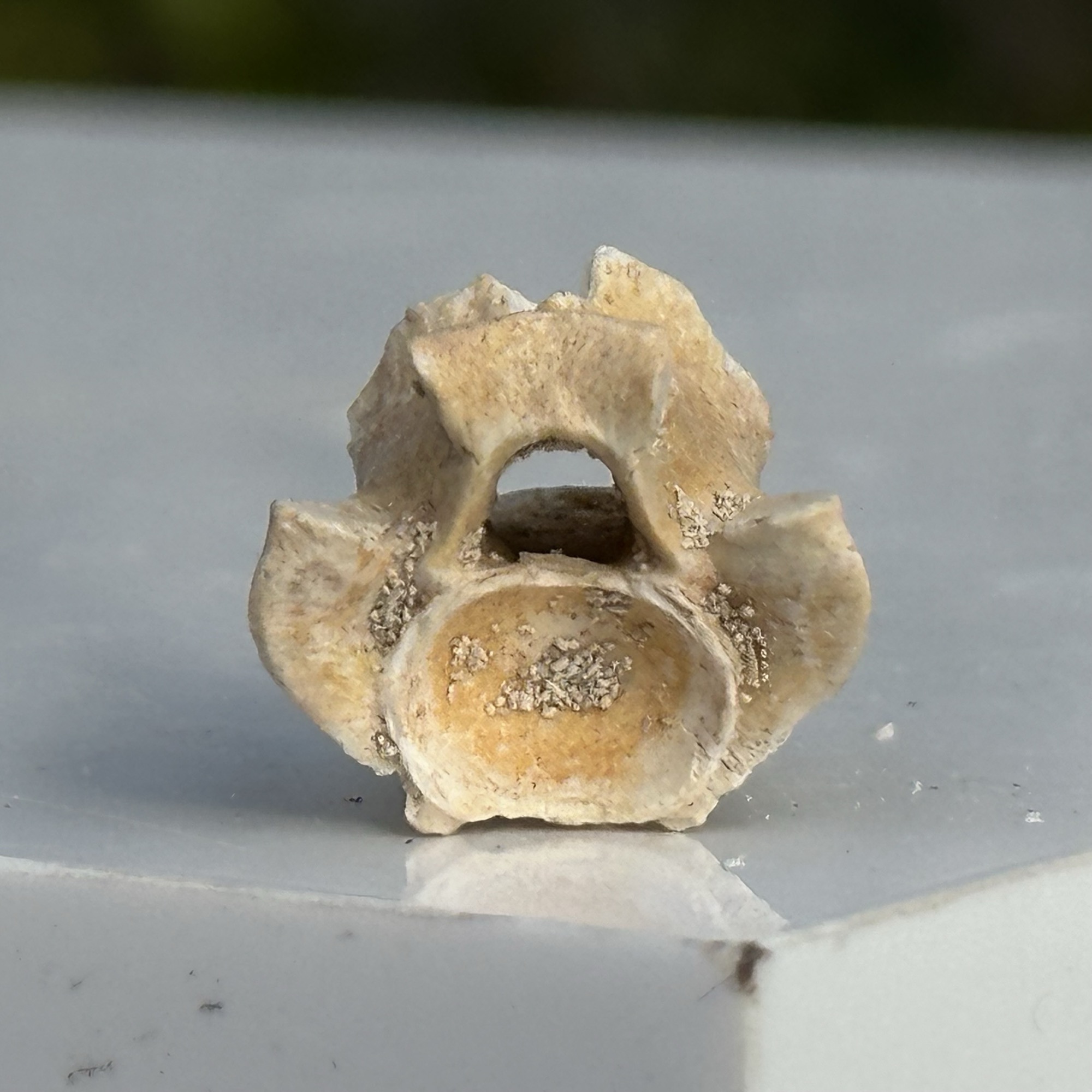 Fossil Snake Vertebra Paleophis sp Eocene Morocco – Authentic Prehistoric Reptile Fossil with Certificate of Authenticity