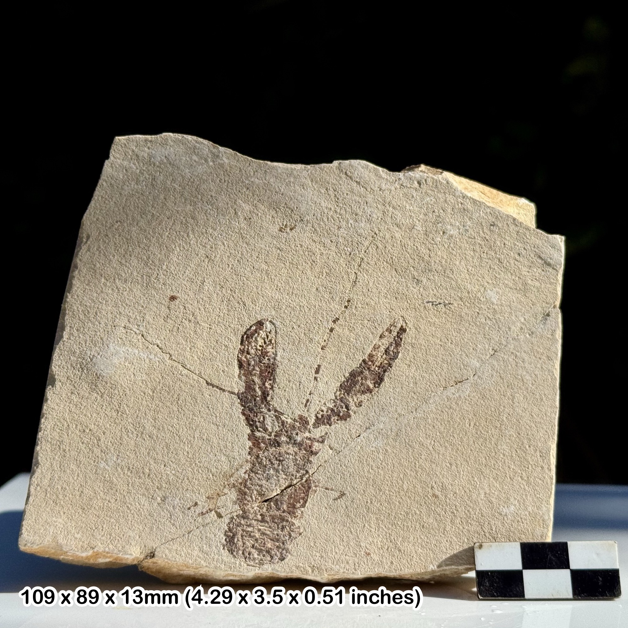 Rare Pseudostacus hakelinsis Fossil Lobster Cenomanian Upper Cretaceous Hakel Quarry Lebanon | Genuine Natural Crustacean Fossil with COA