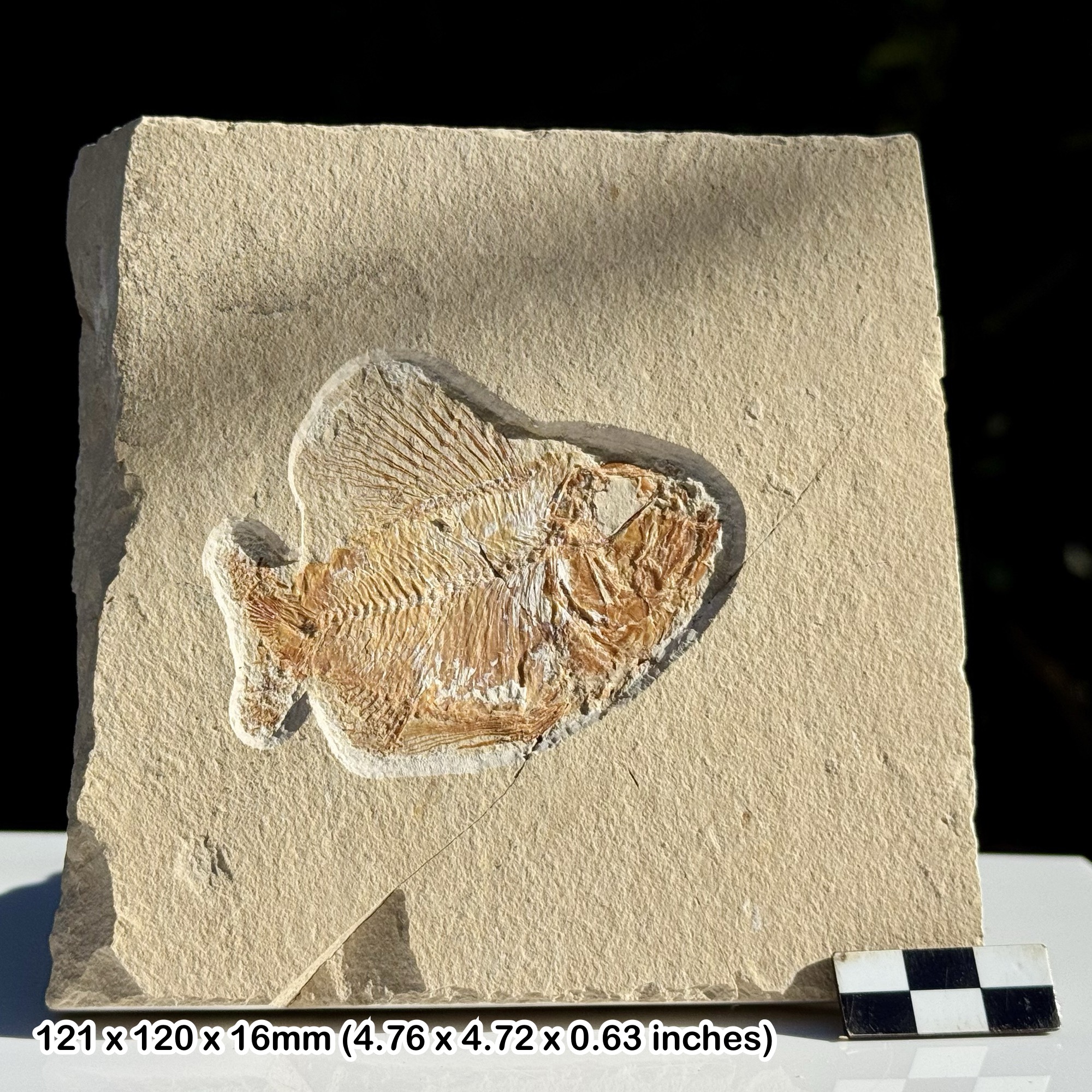 Rare Ctenothrissa Fossil Fish Cenomanian Upper Cretaceous Hjoula Quarry Lebanon | Genuine Natural Marine Fossil from The Fish Beds with COA