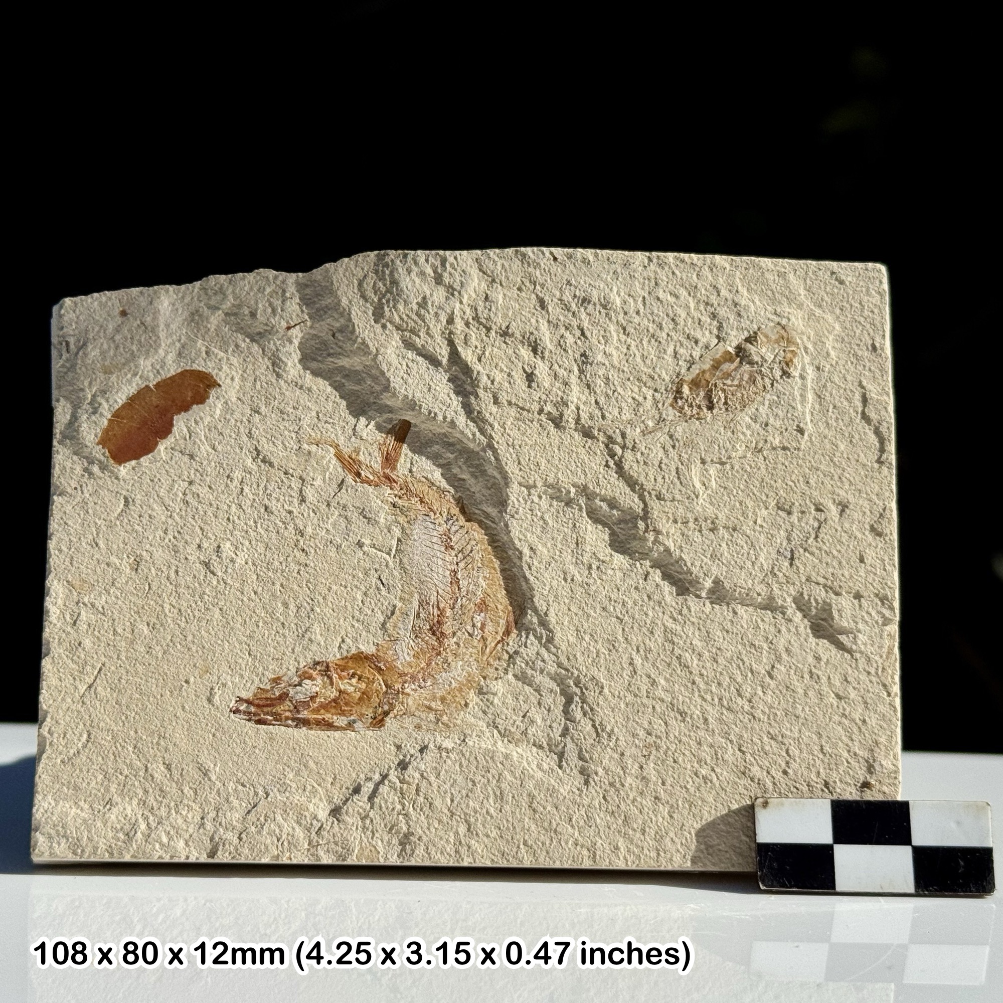 Rare Geryon hakelinsis Fossil Fish Shrimp Crab Cenomanian Upper Cretaceous Lebanon | Genuine Multi-Fossil Specimen from Hjoula Quarry