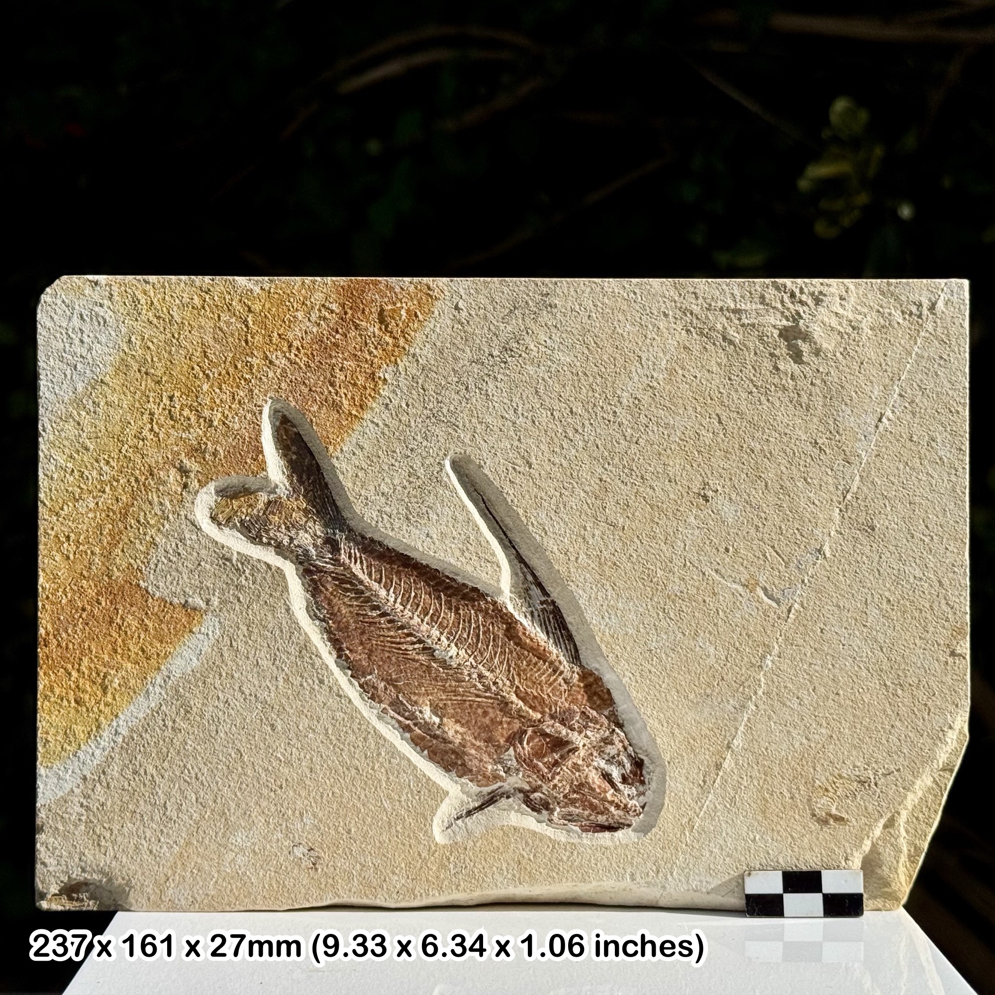 Rare Nematonotus Fossil Fish Cenomanian Upper Cretaceous Hjoula Quarry Lebanon | Genuine Natural Marine Fossil from The Fish Beds