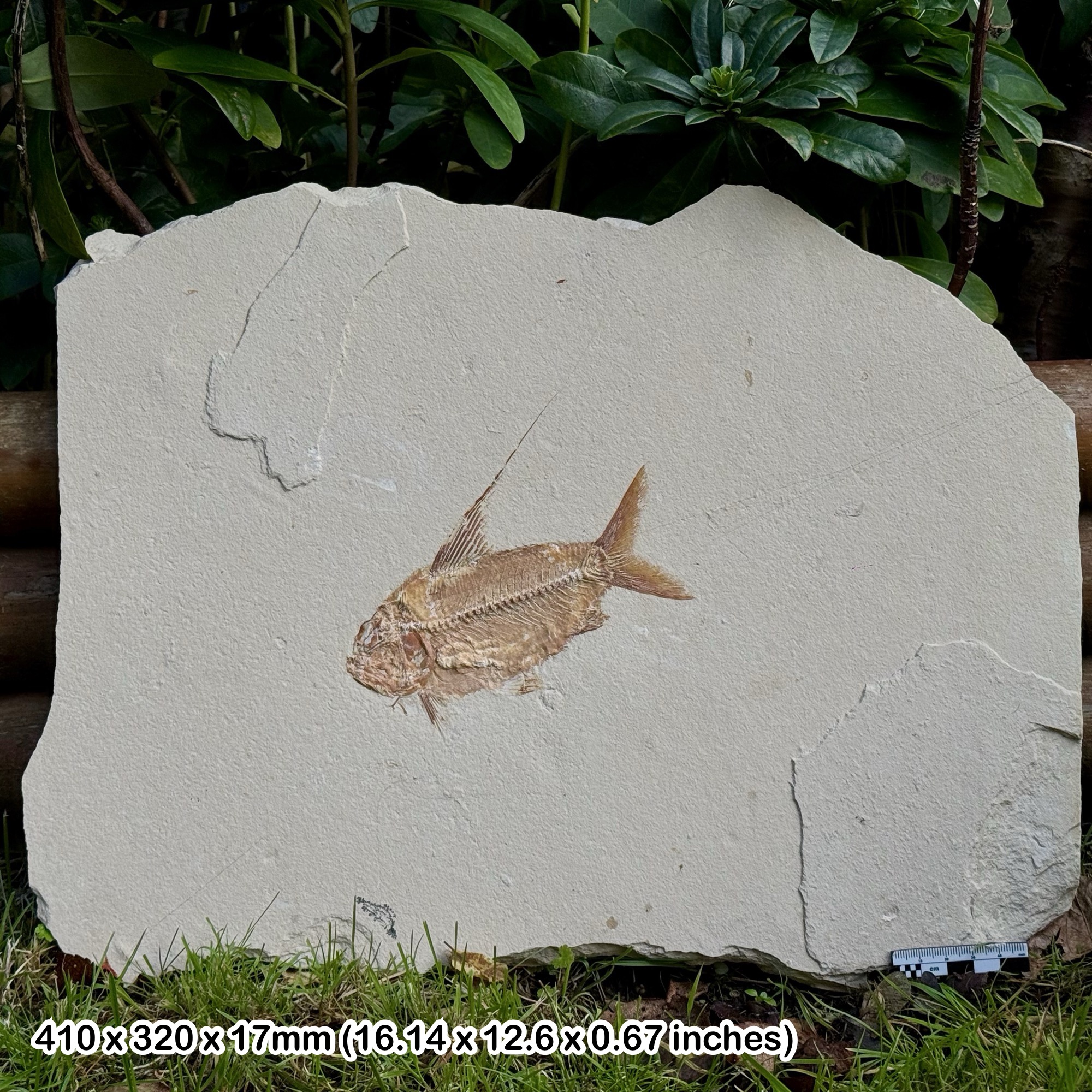 Rare Nematonotus Fossil Fish Cenomanian Upper Cretaceous Hjoula Quarry Lebanon | Genuine Natural Marine Fossil from The Fish Beds