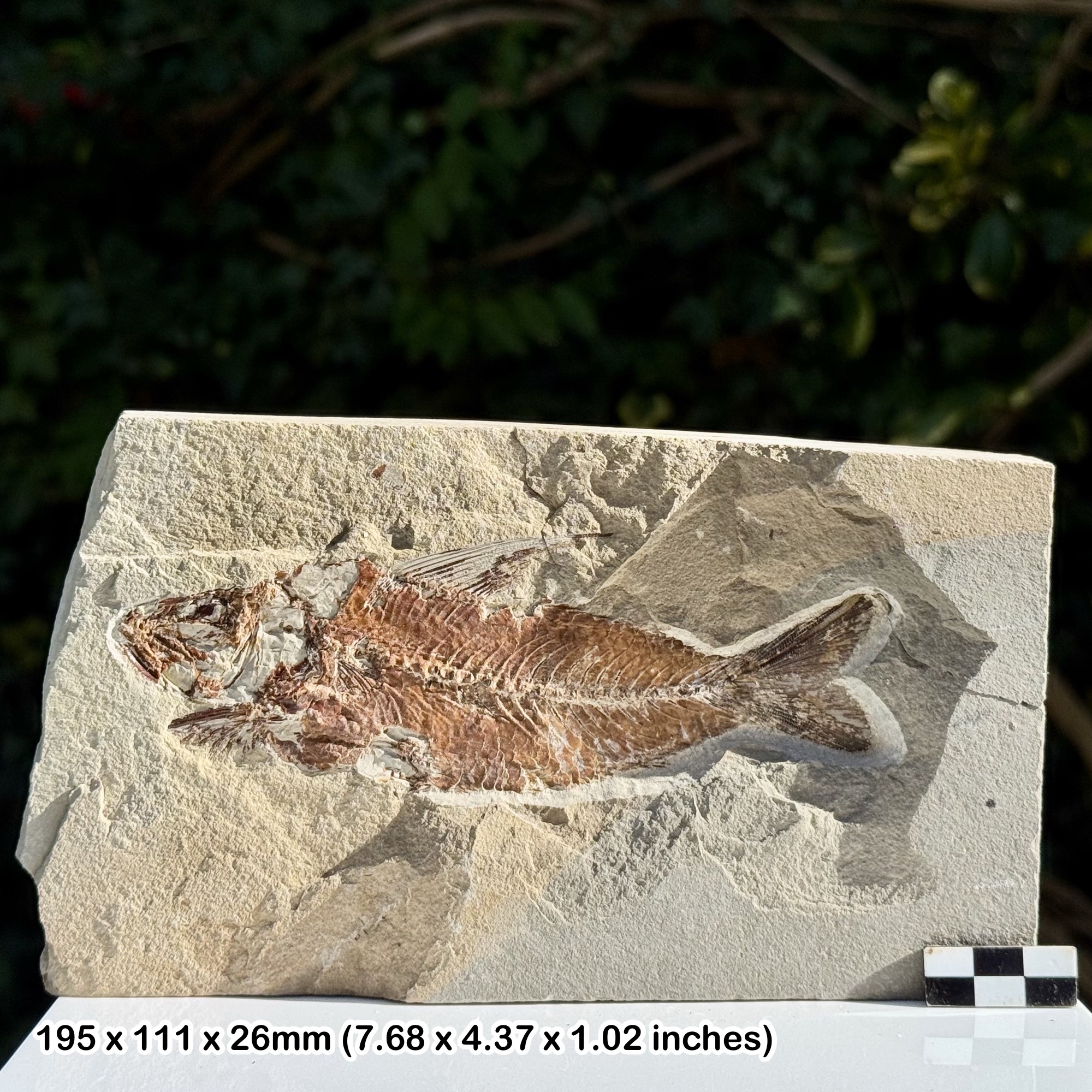 Rare Nematonotus Fossil Fish Cenomanian Upper Cretaceous Hjoula Quarry Lebanon | Genuine Natural Marine Fossil from The Fish Beds