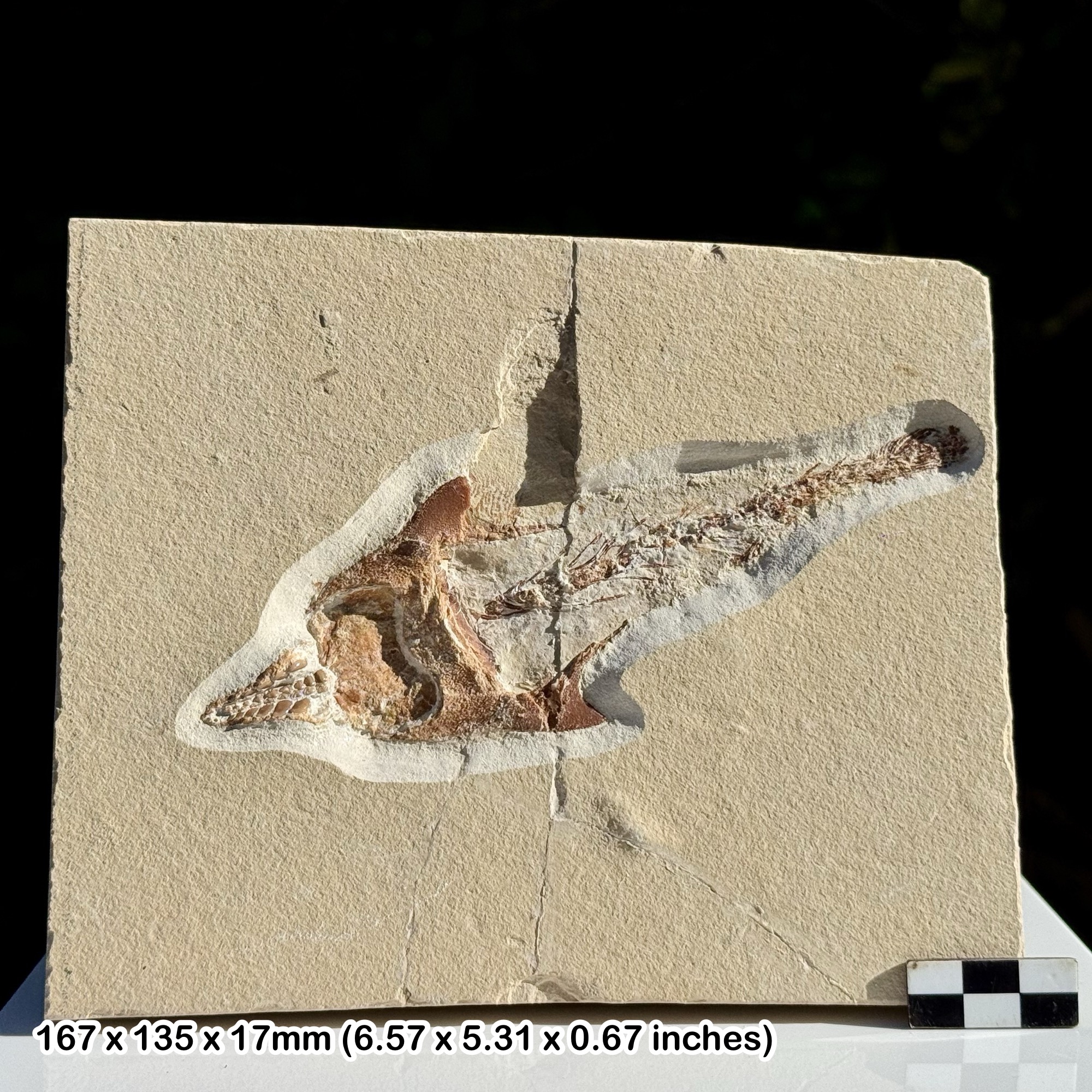 Rare Coccodus Fossil Fish Cenomanian Upper Cretaceous Hjoula Quarry Lebanon | Genuine Natural Marine Fossil from The Fish Beds