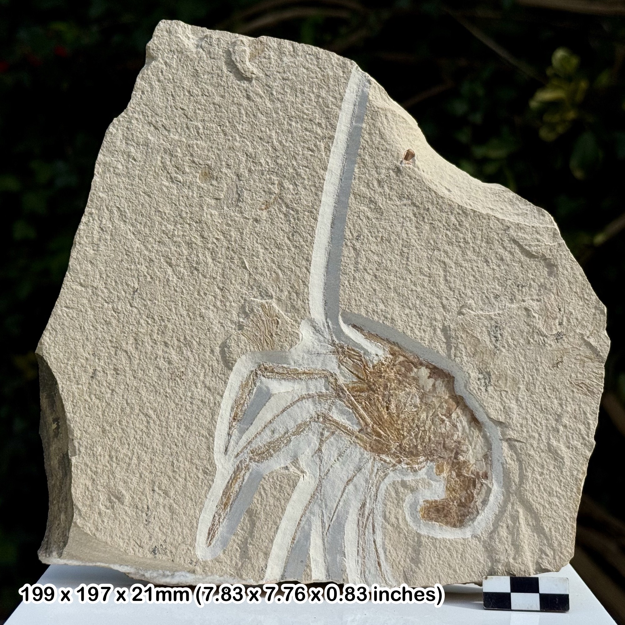 Rare Carpopenaeus callirostris Fossil Shrimp Cenomanian Upper Cretaceous Hjoula Quarry Lebanon