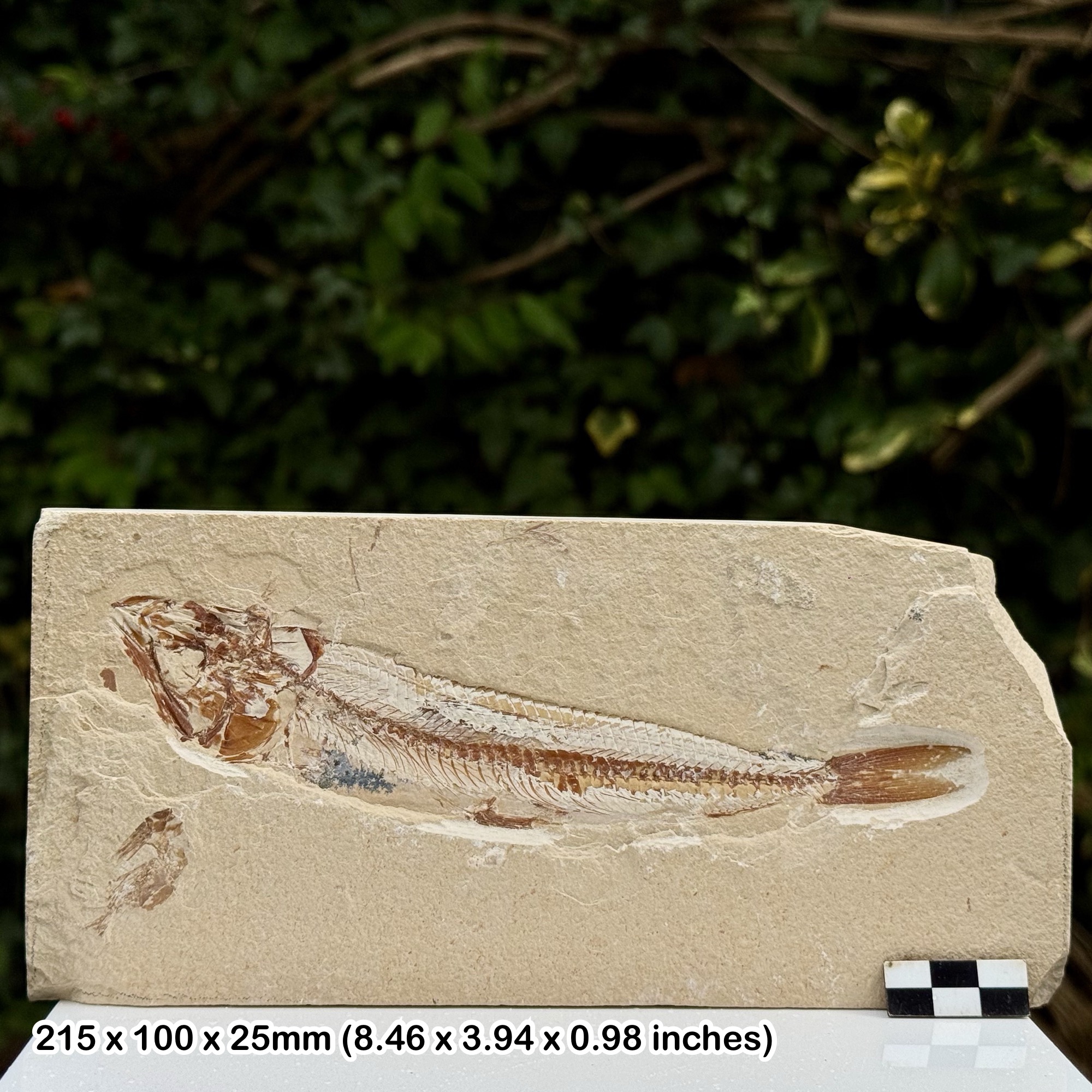 Rare Prionolepis Fossil Fish Cenomanian Upper Cretaceous Hjoula Quarry Lebanon