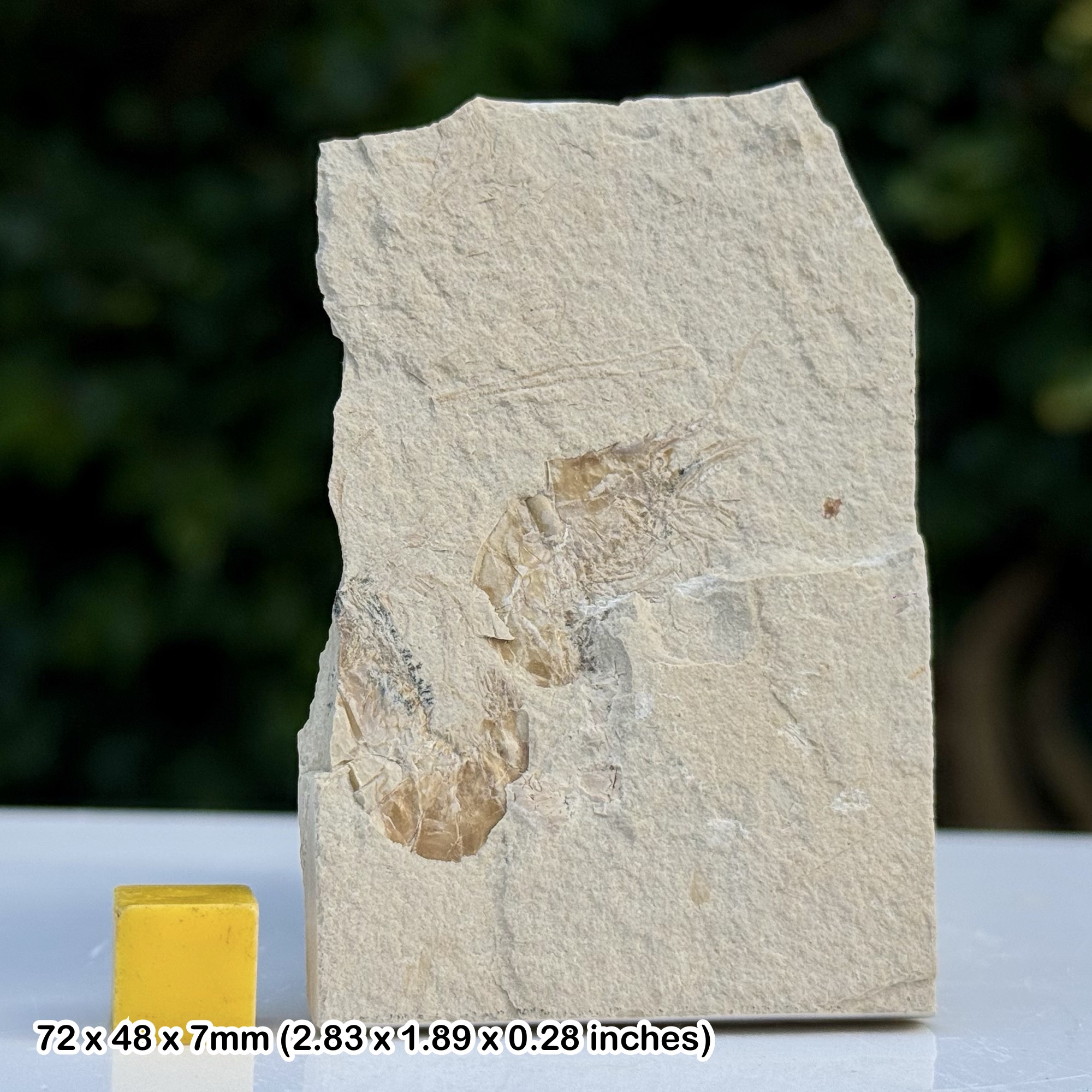 Carpopenaeus callirostris Fossil Shrimp Cenomanian Upper Cretaceous Hakel Quarry Lebanon