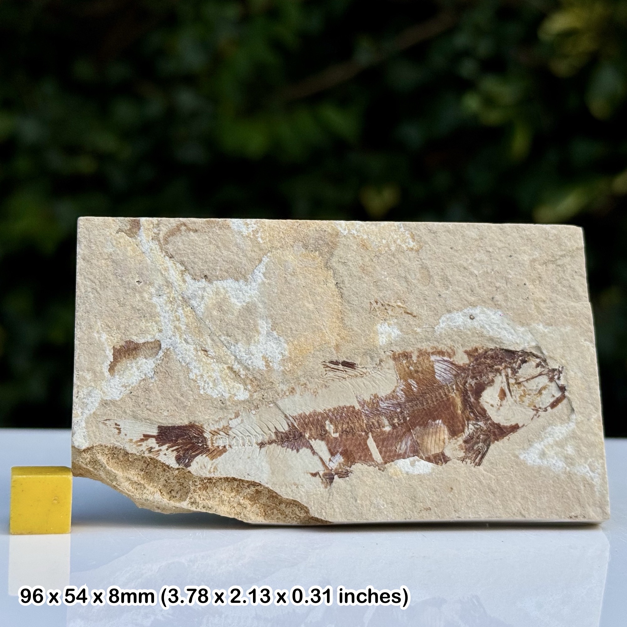 Armigatus Fossil Fish Cenomanian Upper Cretaceous Hjoula Quarry Lebanon