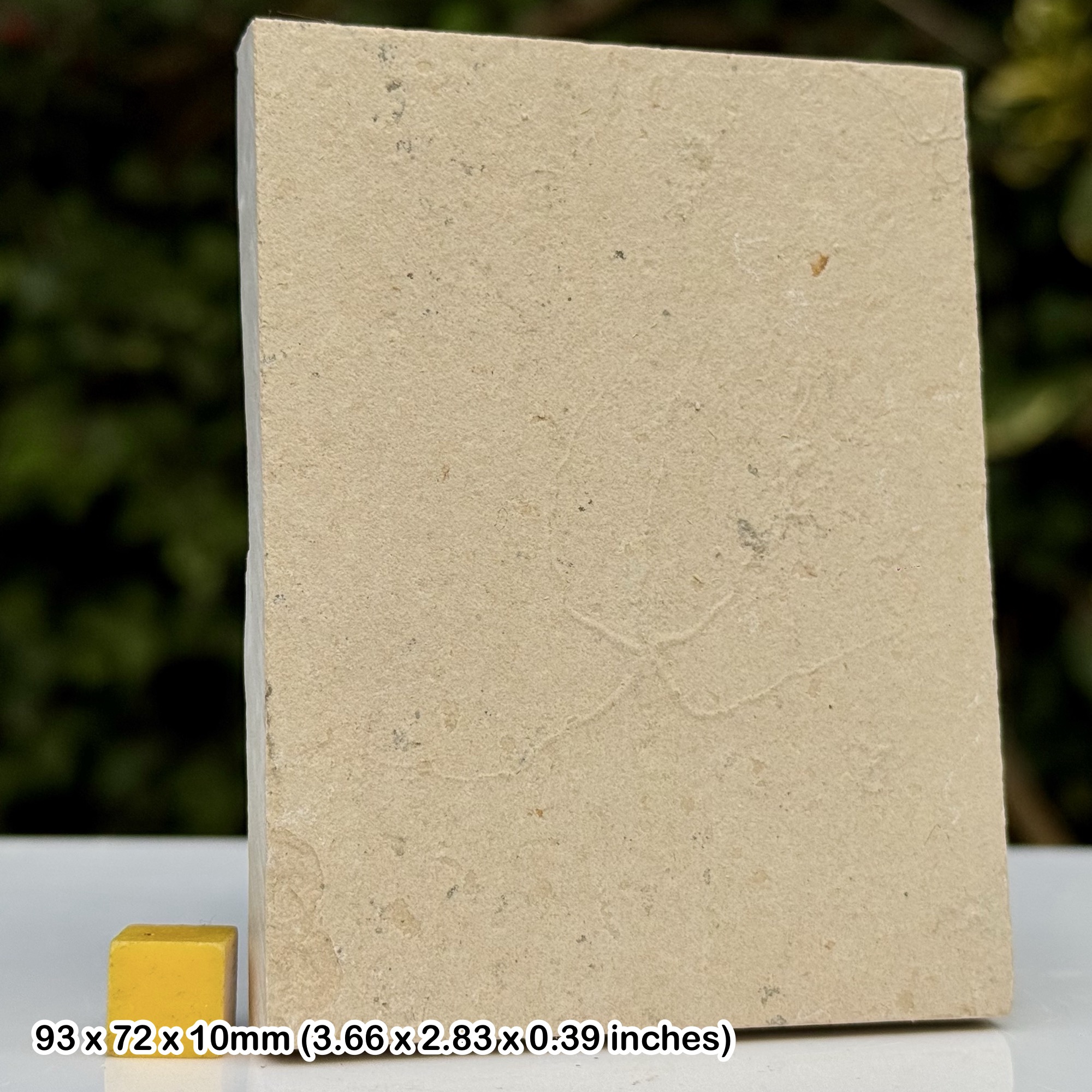 Geocoma libanotica Fossil Brittle Star Cenomanian Upper Cretaceous Hakel Lebanon