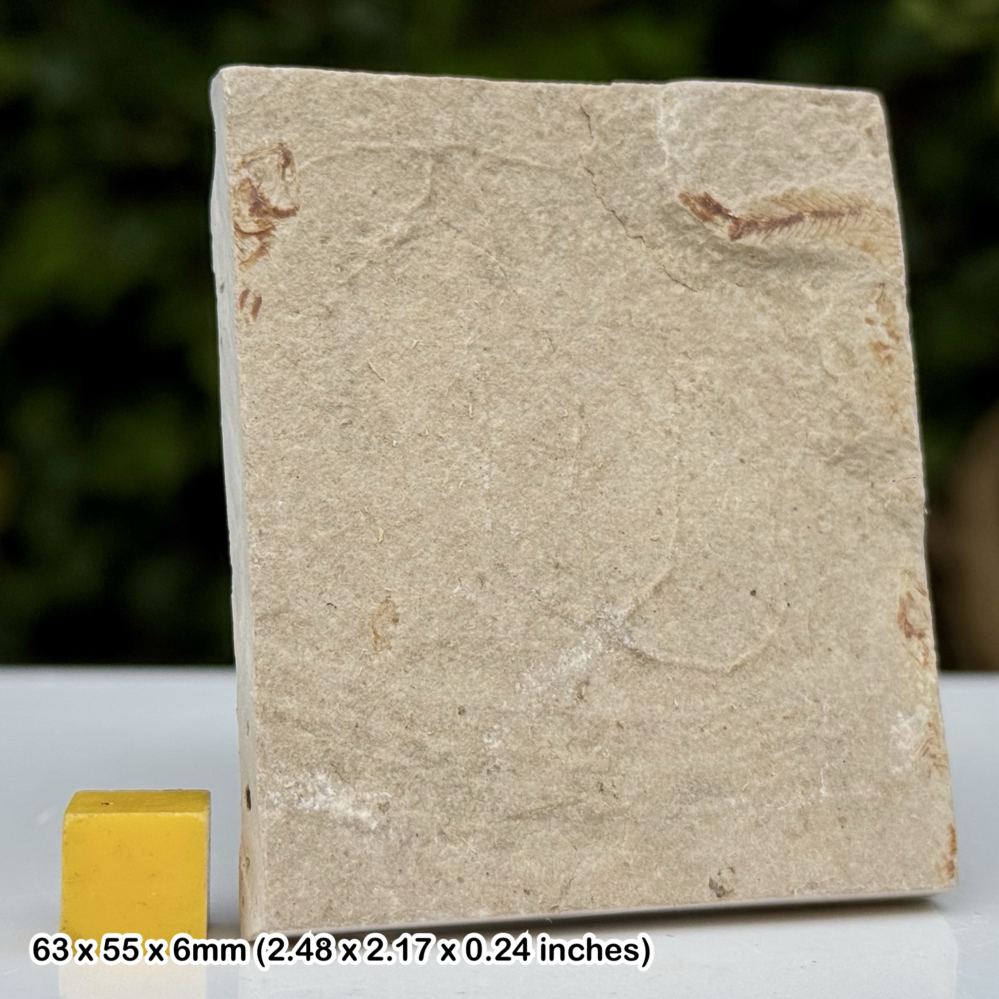 Geocoma libanotica Fossil Brittle Star Cenomanian Upper Cretaceous Hakel Lebanon