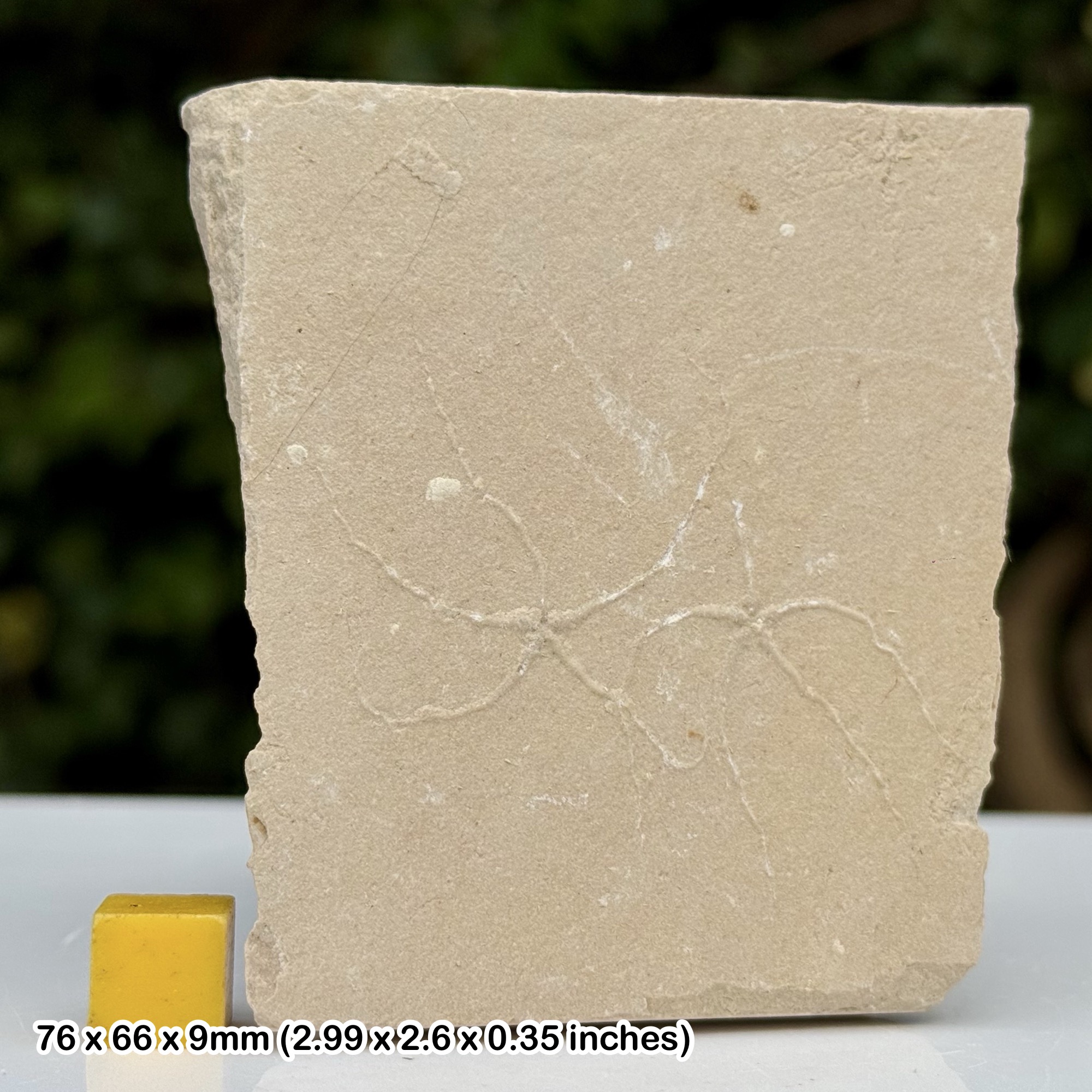 Geocoma libanotica Fossil Brittle Star Cenomanian Upper Cretaceous Hakel Lebanon