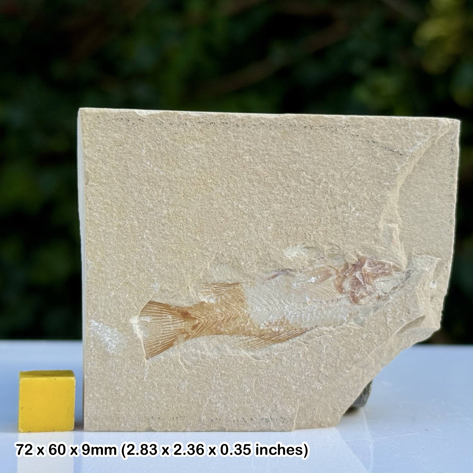 Pattersonichthys Fossil Fish Cenomanian Upper Cretaceous Hjoula Quarry Lebanon