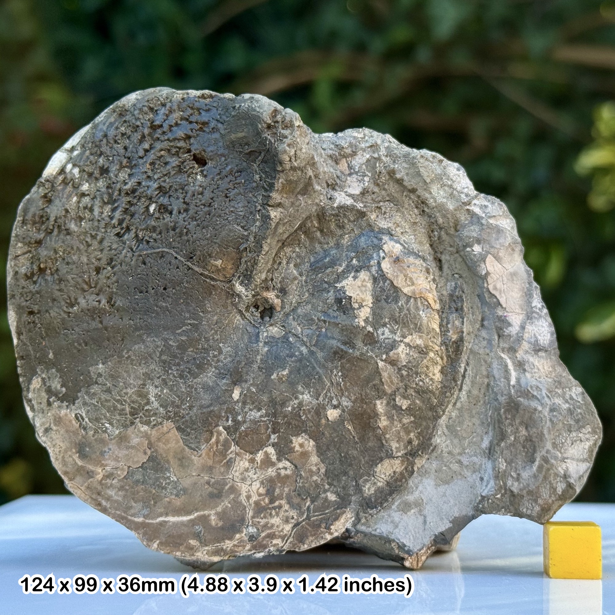 4" Gleviceras Golden Pyrite Ammonite Fossil Jurassic Coast Lyme Regis Dorset UK – Genuine Black Ven Marls Lower Lias Specimen with COA