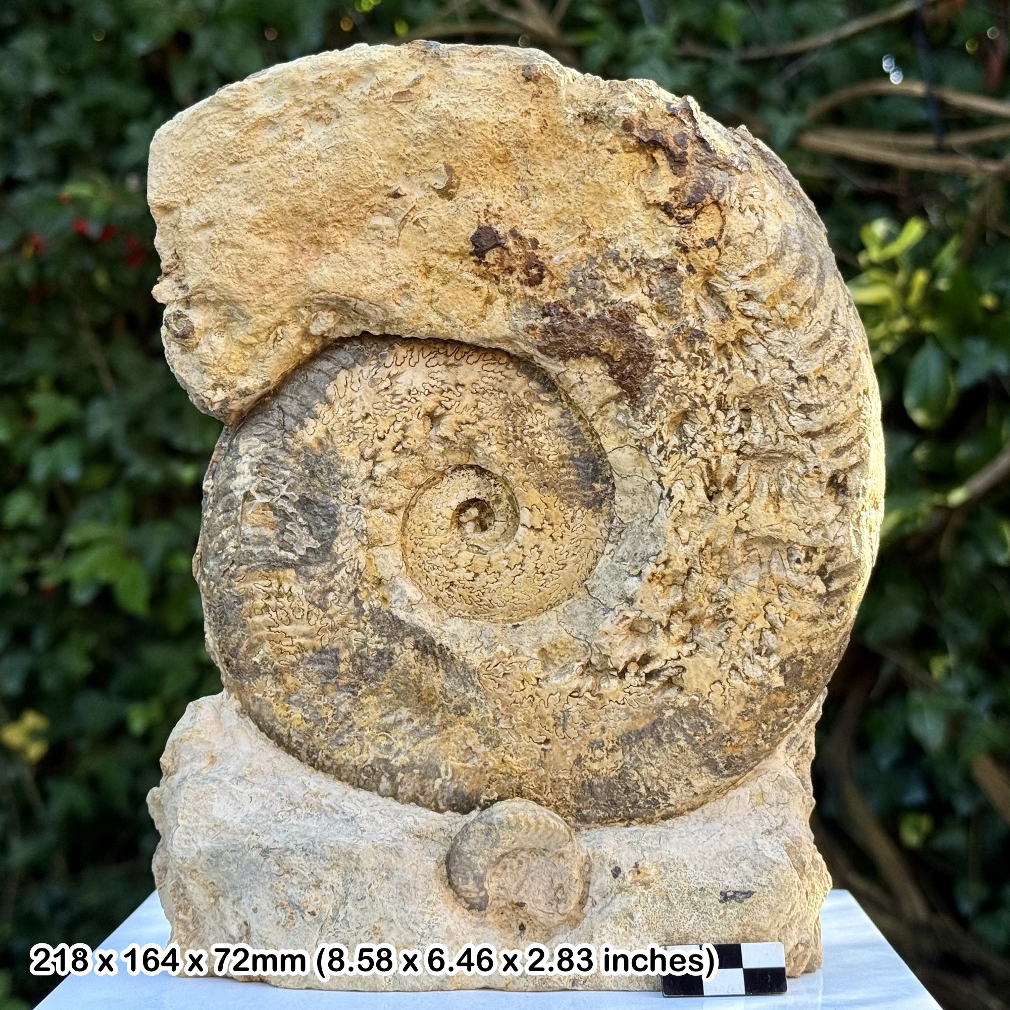 Harpoceras Fossil Ammonite Jurassic Coast Eype Dorset UK – Genuine Upper Toarcian Jurassic Specimen with Certificate of Authenticity