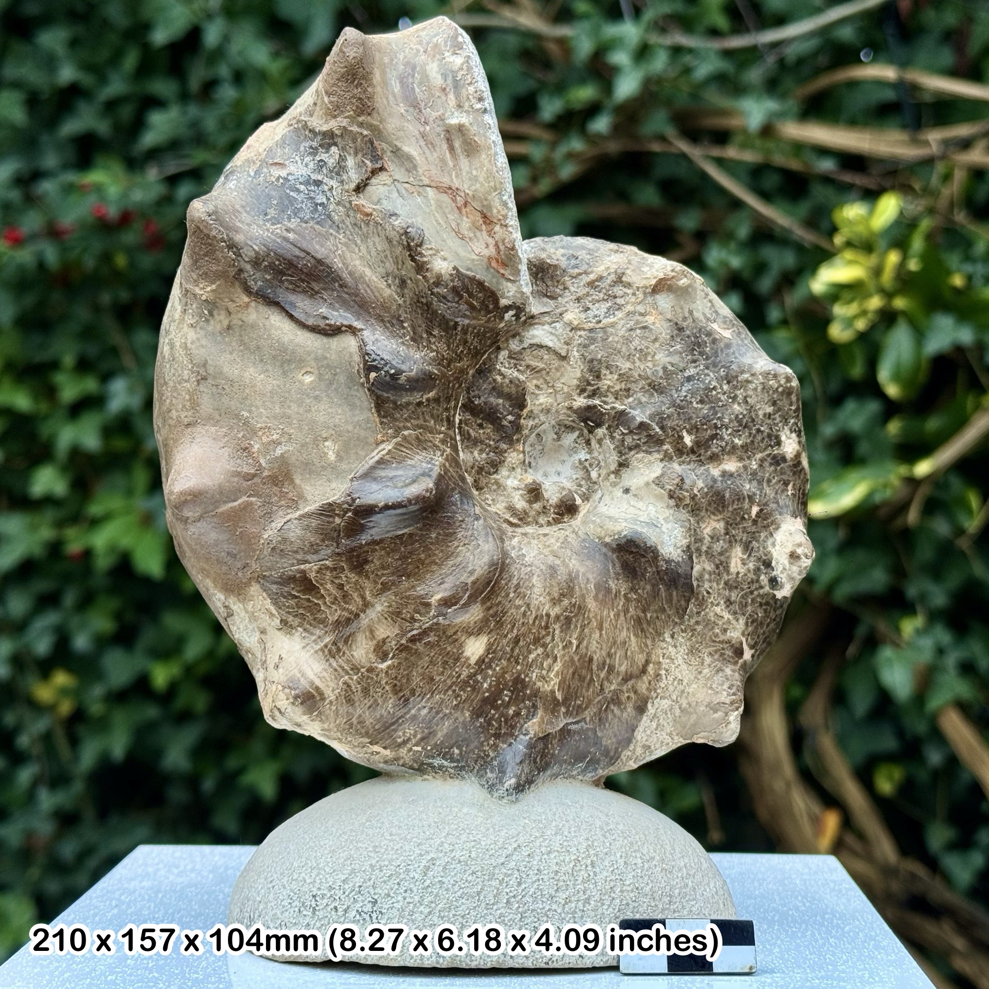 7" Huge Mammites nodosoides Fossil Ammonite Turonian Cretaceous Morocco Stand