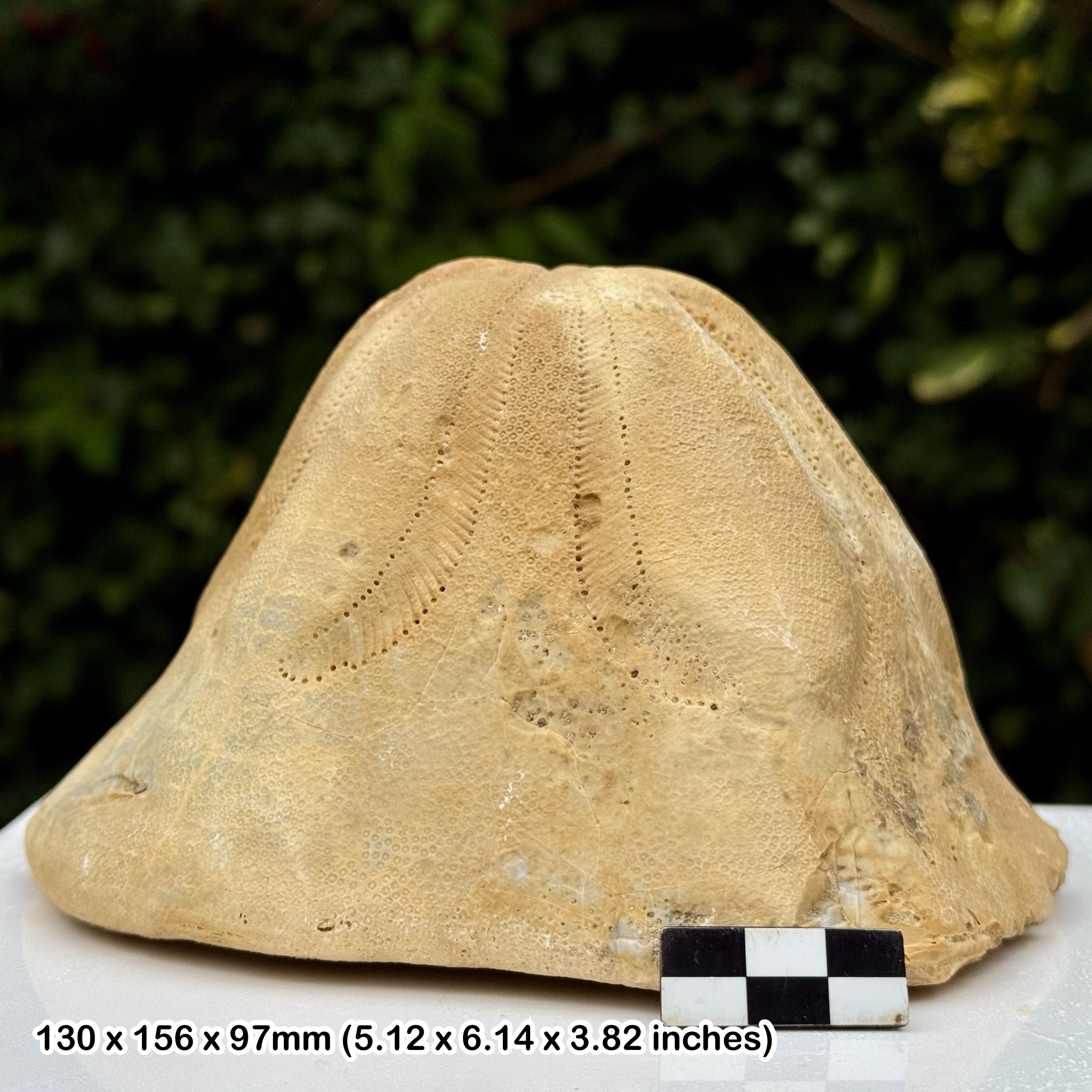 RARE 6" Clypeaster altus Fossil Echinoid Miocene Spain A-Grade Pozo Canada