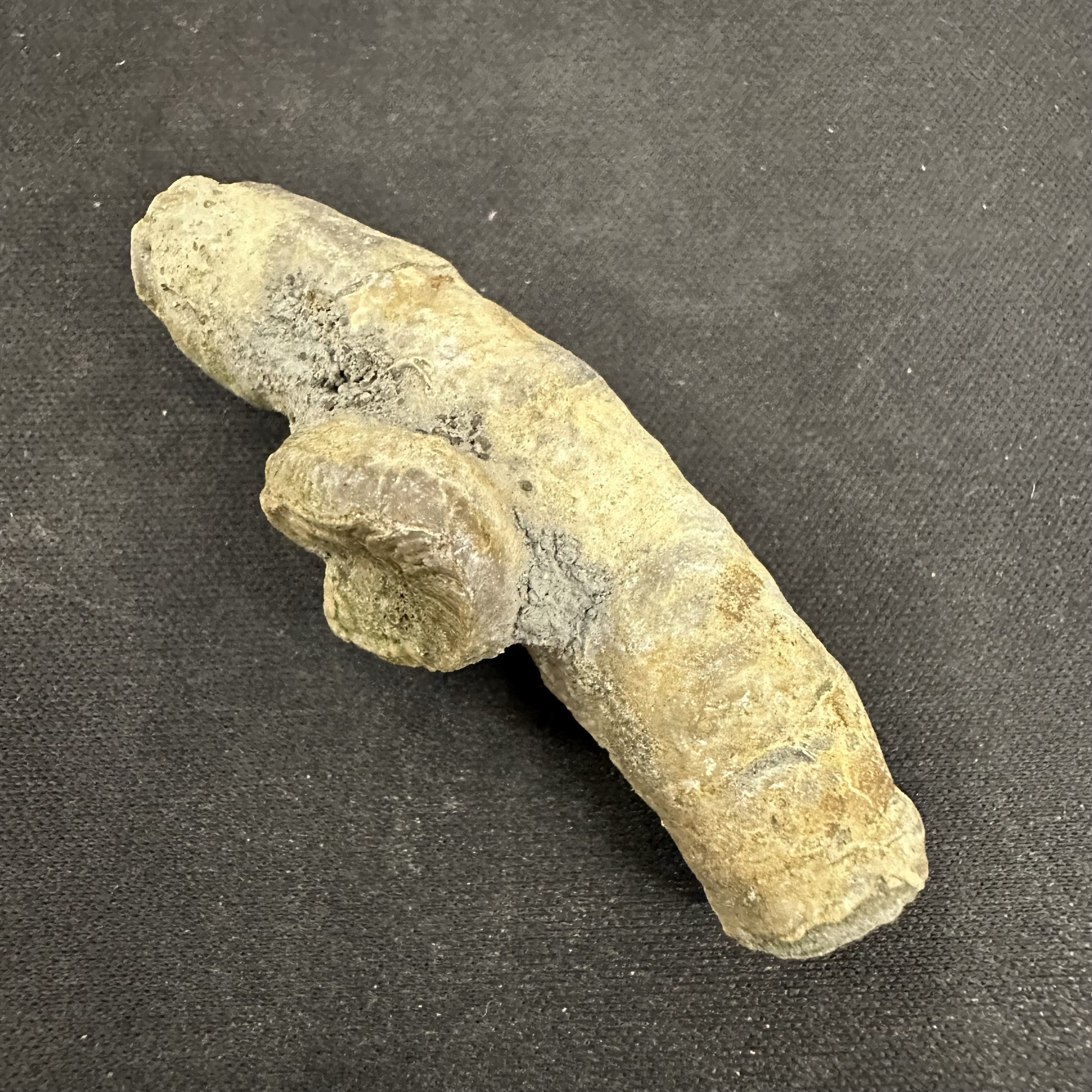 Serpulid Cycloserpula intestinalis Fossil Kimmeridge Clay Jurassic Dorset UK A-Grade