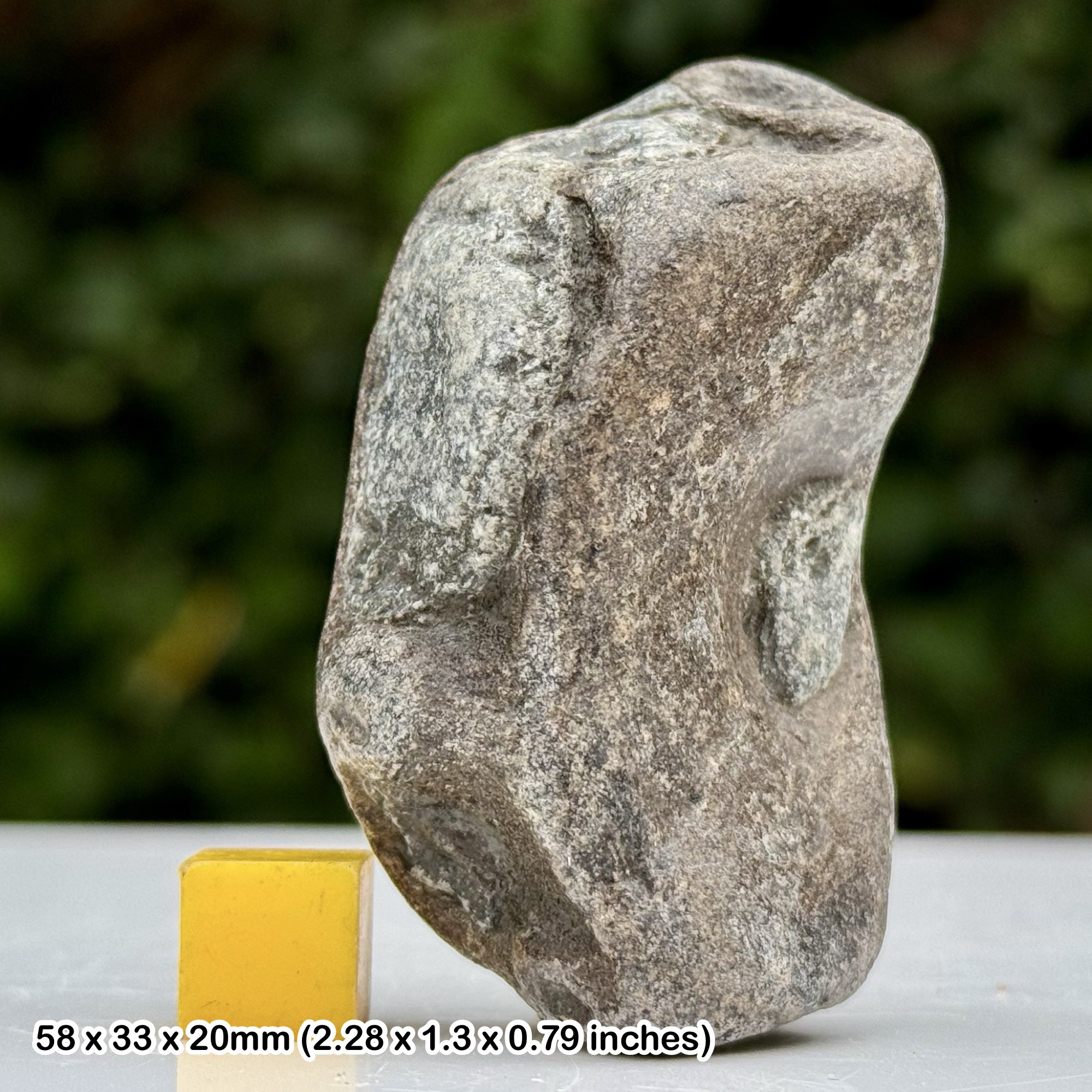 Ichthyosaur Vertebra Half Fossil Reptile Bone Jurassic Coast Lower Lias Black Ven Lyme Regis