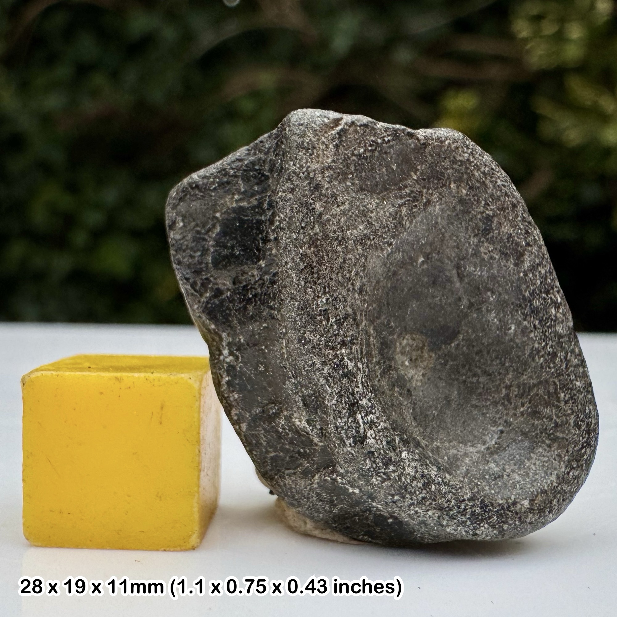 Ichthyosaur Vertebra Fossil Reptile Bone Jurassic Coast Lower Lias Black Ven Lyme Regis