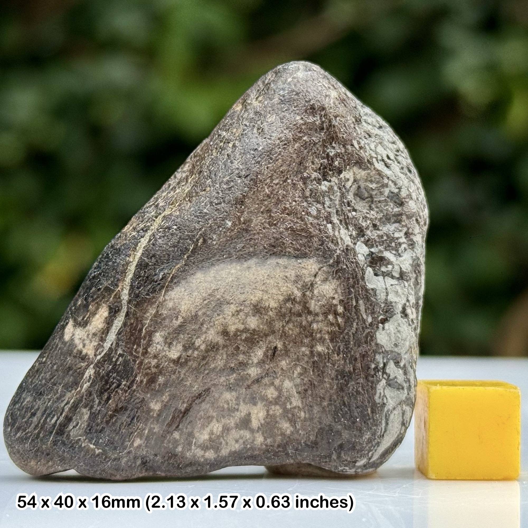 Ichthyosaur Bone Fossil Reptile Lower Lias Jurassic Coast Black Ven Lyme Regis Dorset UK