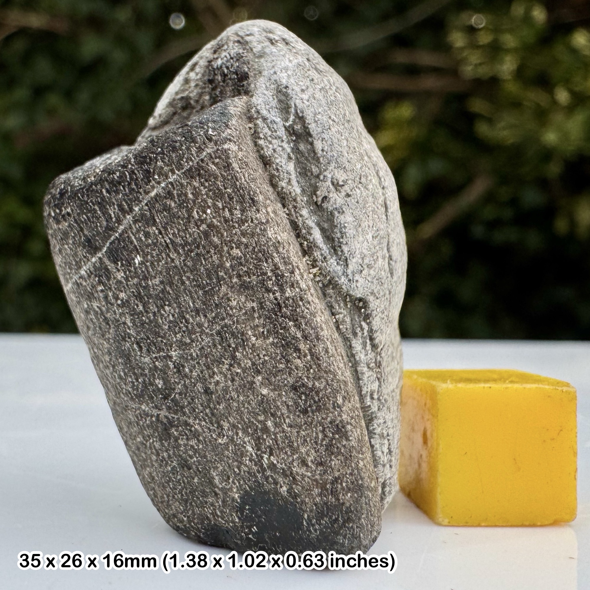 Ichthyosaur Bone Fossil Reptile Lower Lias Jurassic Coast Black Ven Lyme Regis Dorset UK