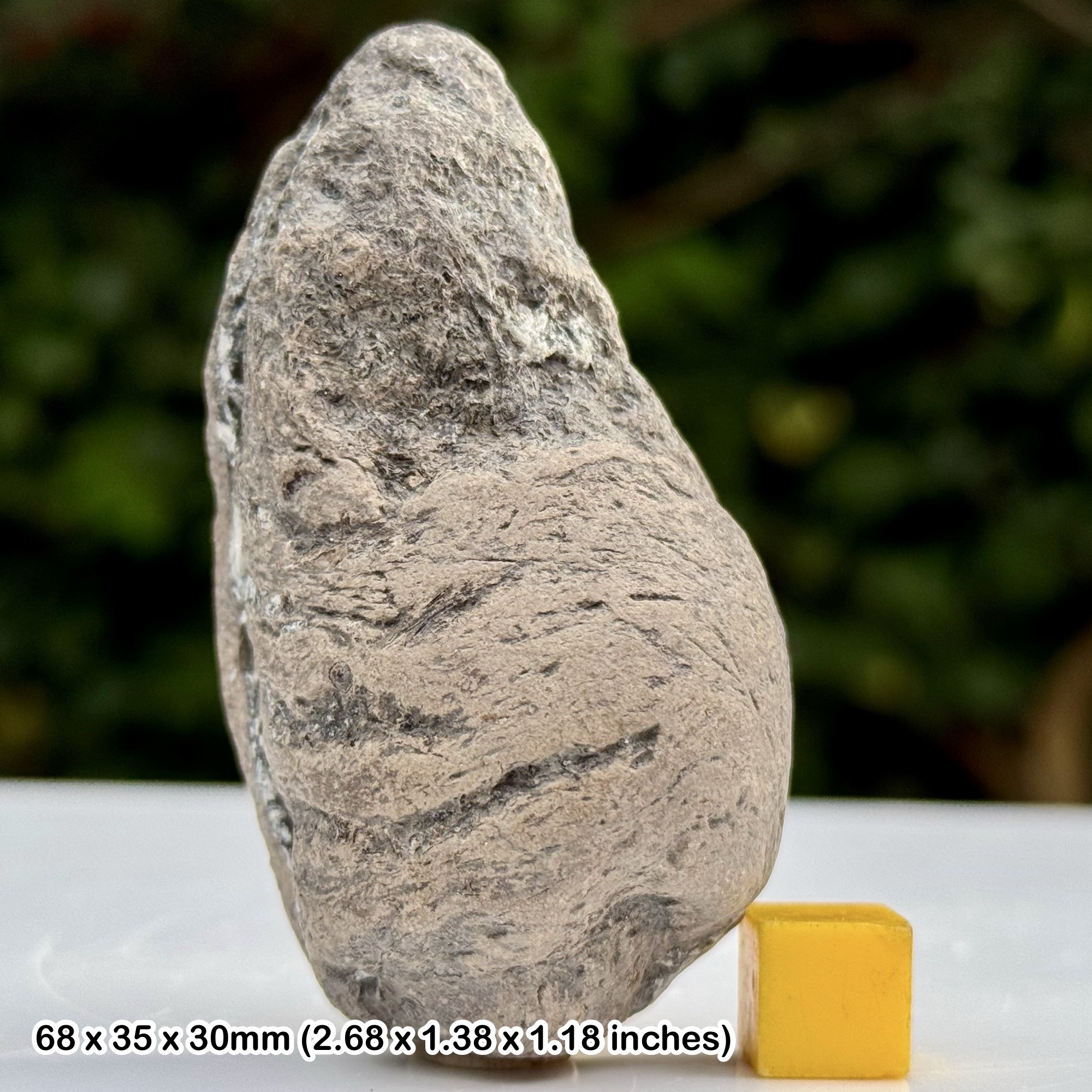 Shark Coprolite Fossil Lower Lias Jurassic Coast Black Ven Lyme Regis Dorset UK Specimen
