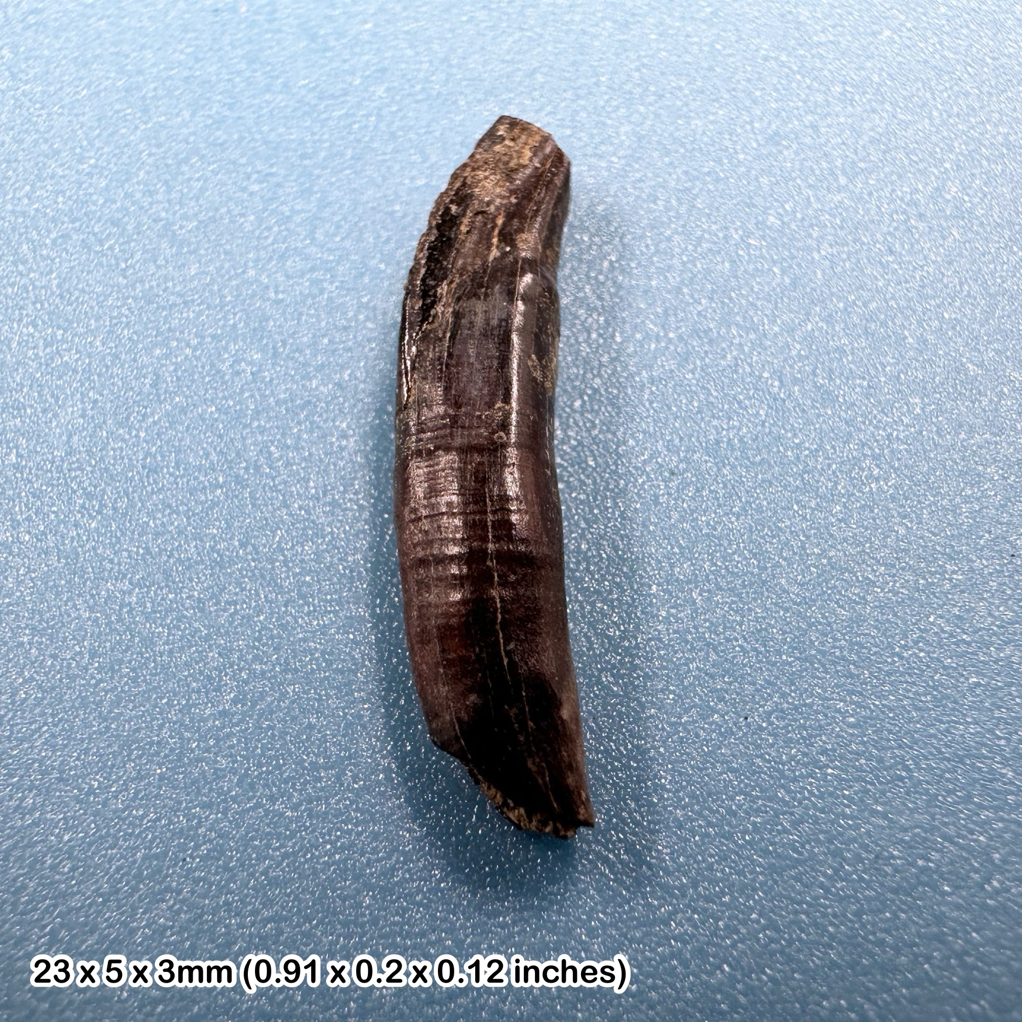 Rare Didelphodon vorax Canine Tooth Fossil Hell Creek Formation Cretaceous Montana USA Genuine Specimen with Certificate