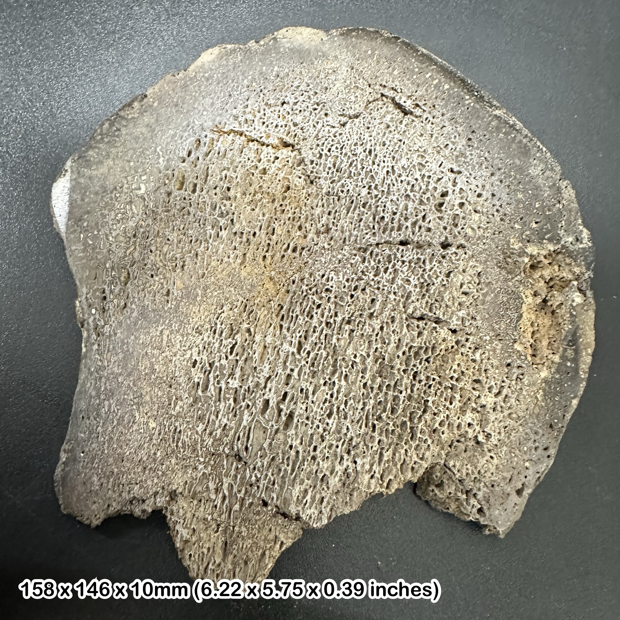 Isle of Wight Iguanodon Dinosaur Bone Slice Cretaceous UK Fossil