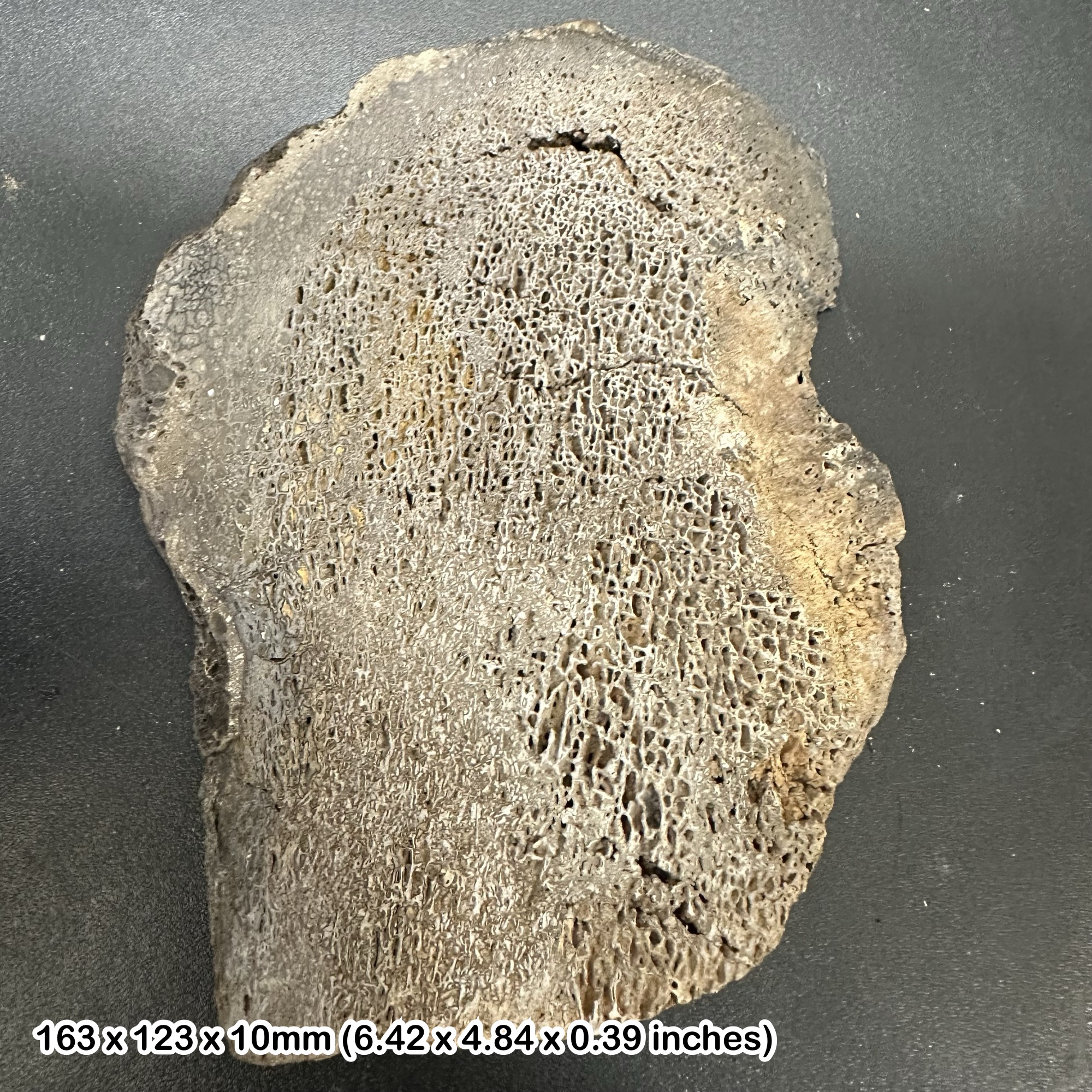 Isle of Wight Iguanodon Dinosaur Bone Slice Cretaceous UK Fossil