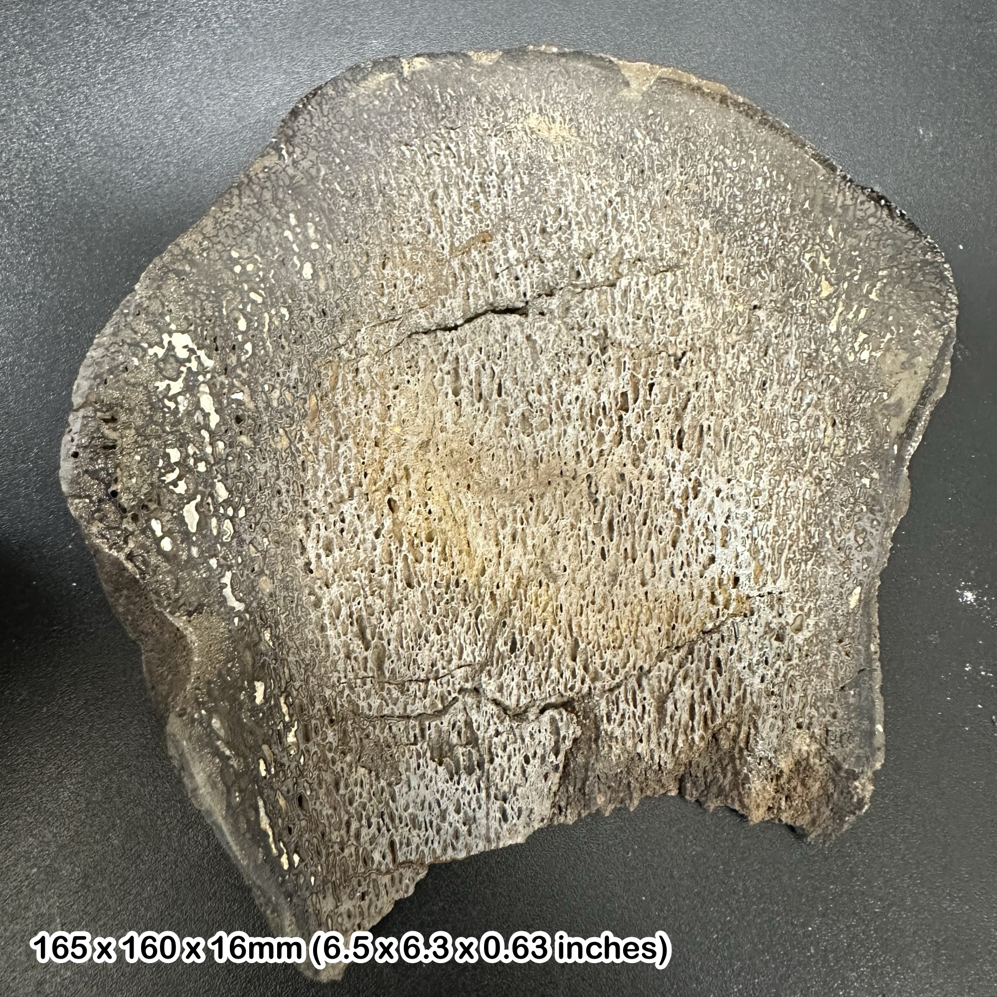 Isle of Wight Iguanodon Dinosaur Bone Slice Cretaceous UK Fossil