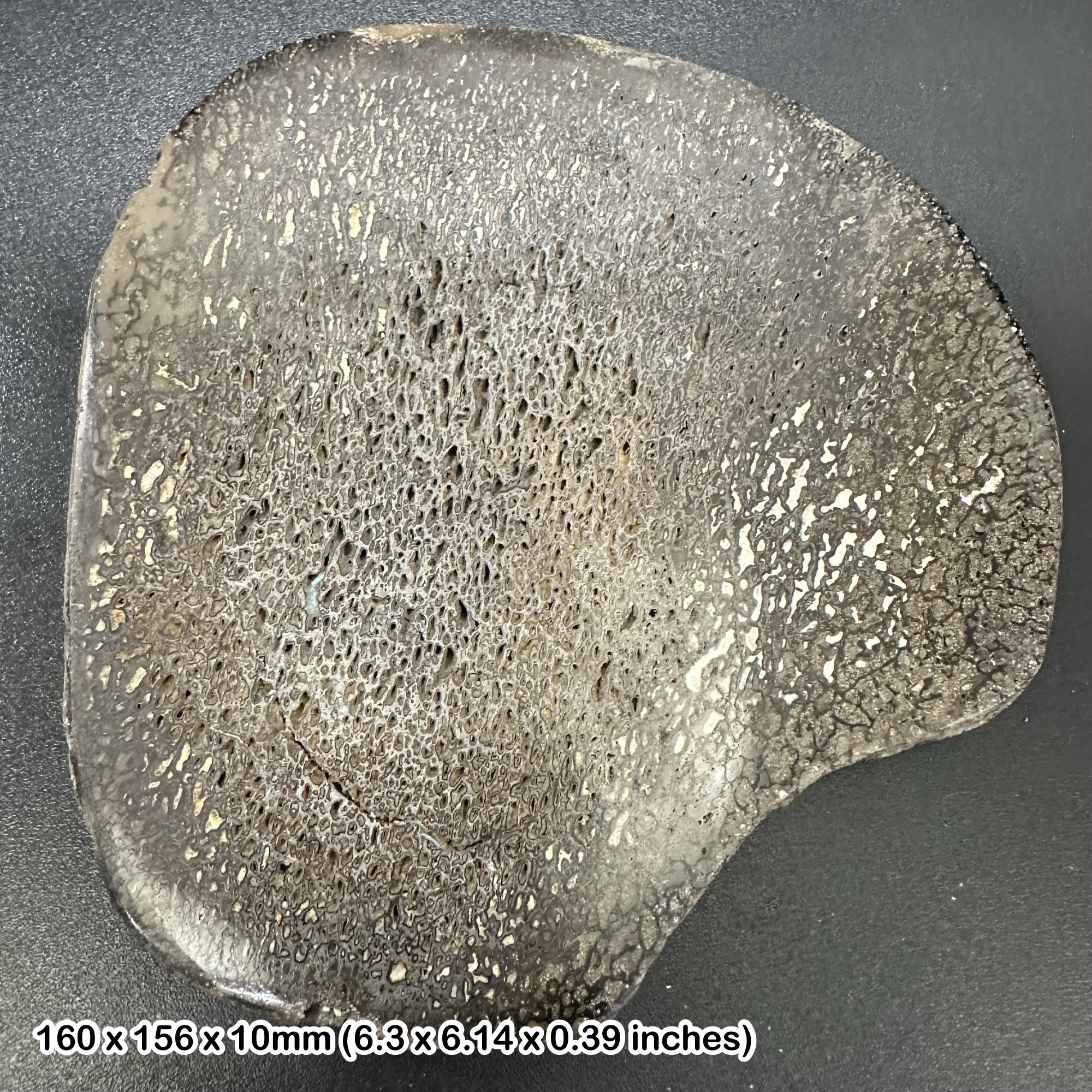 Isle of Wight Iguanodon Dinosaur Bone Slice Cretaceous UK Fossil