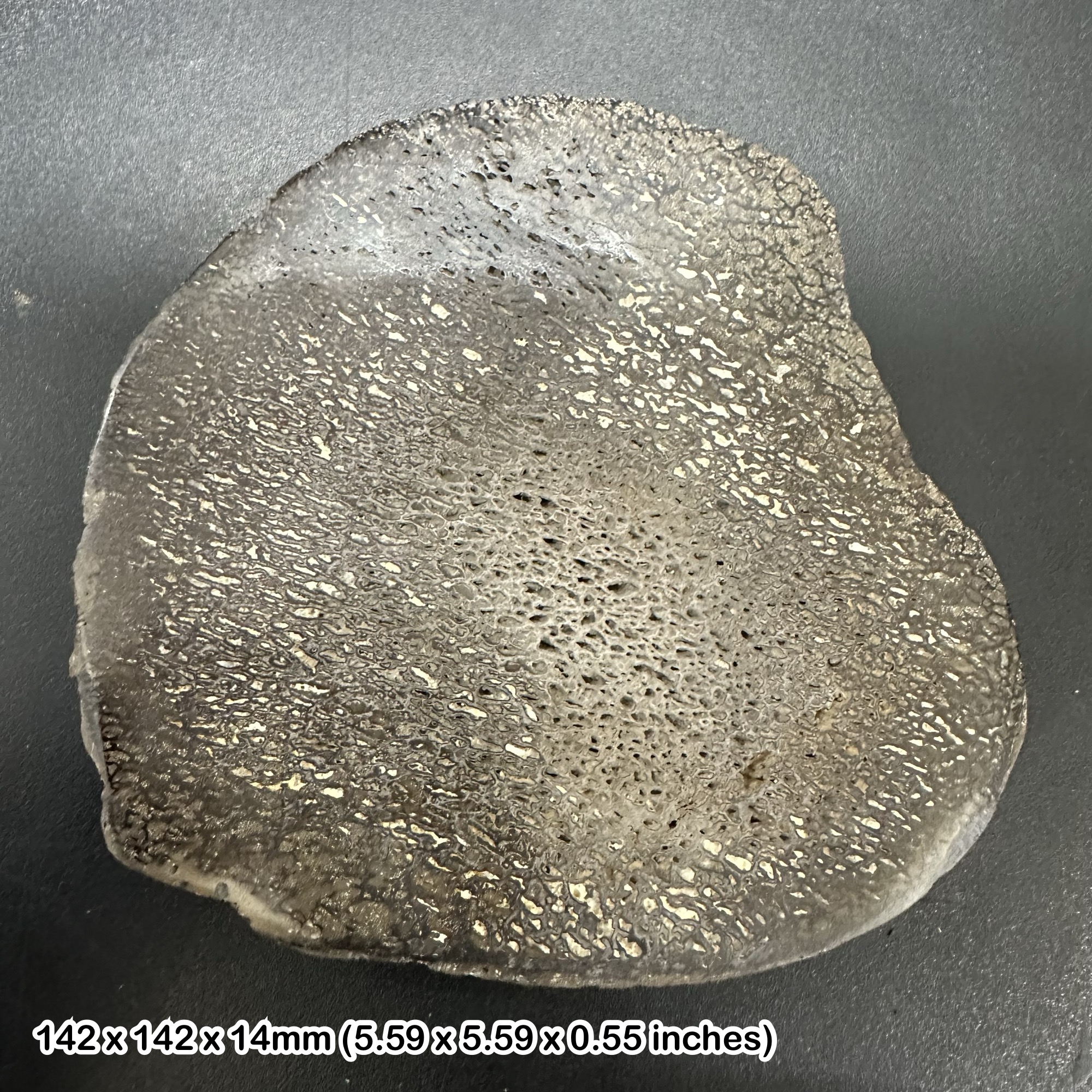 Isle of Wight Iguanodon Dinosaur Bone Slice Cretaceous UK Fossil