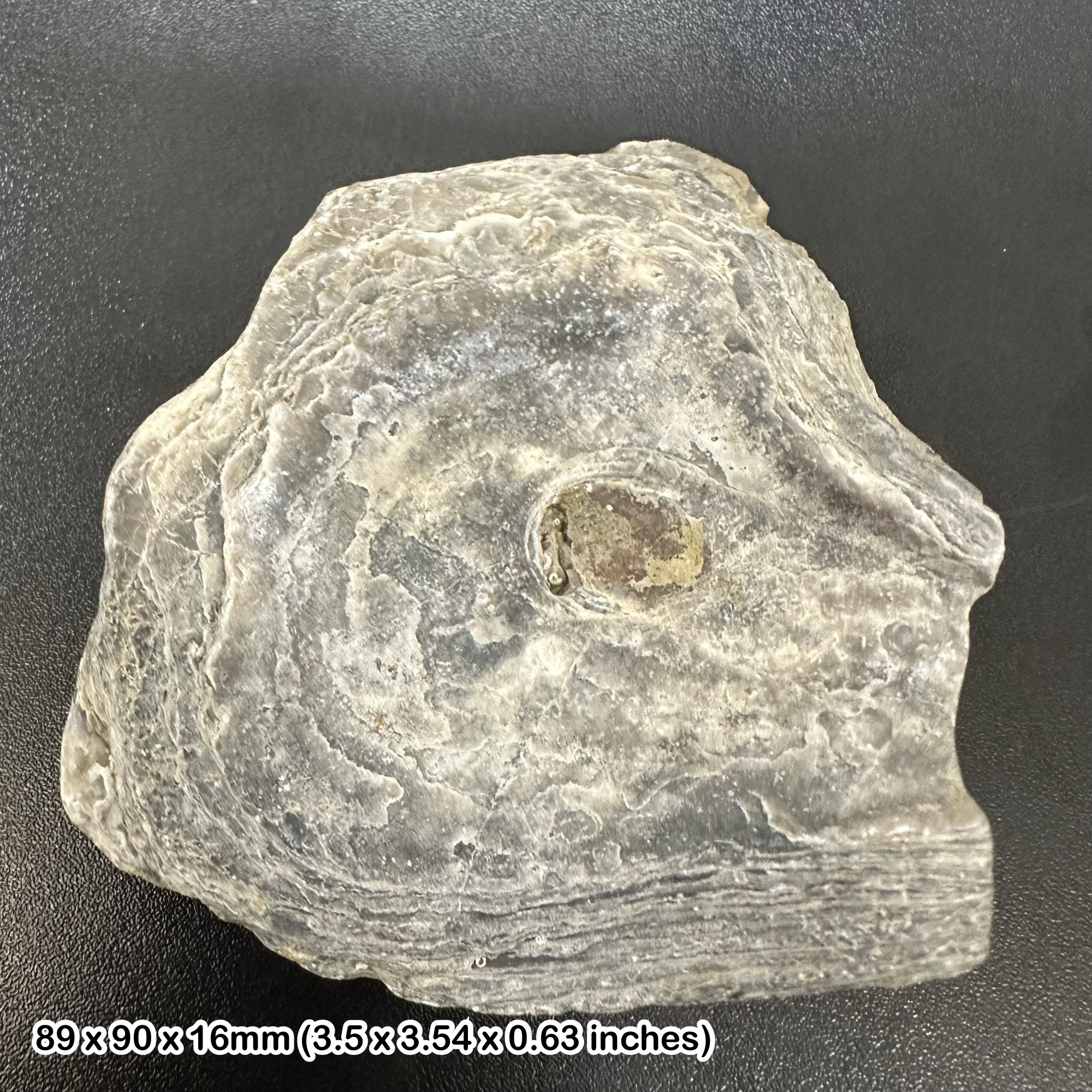 Giant jurassic coast fossil oyster - kimmeridge clay