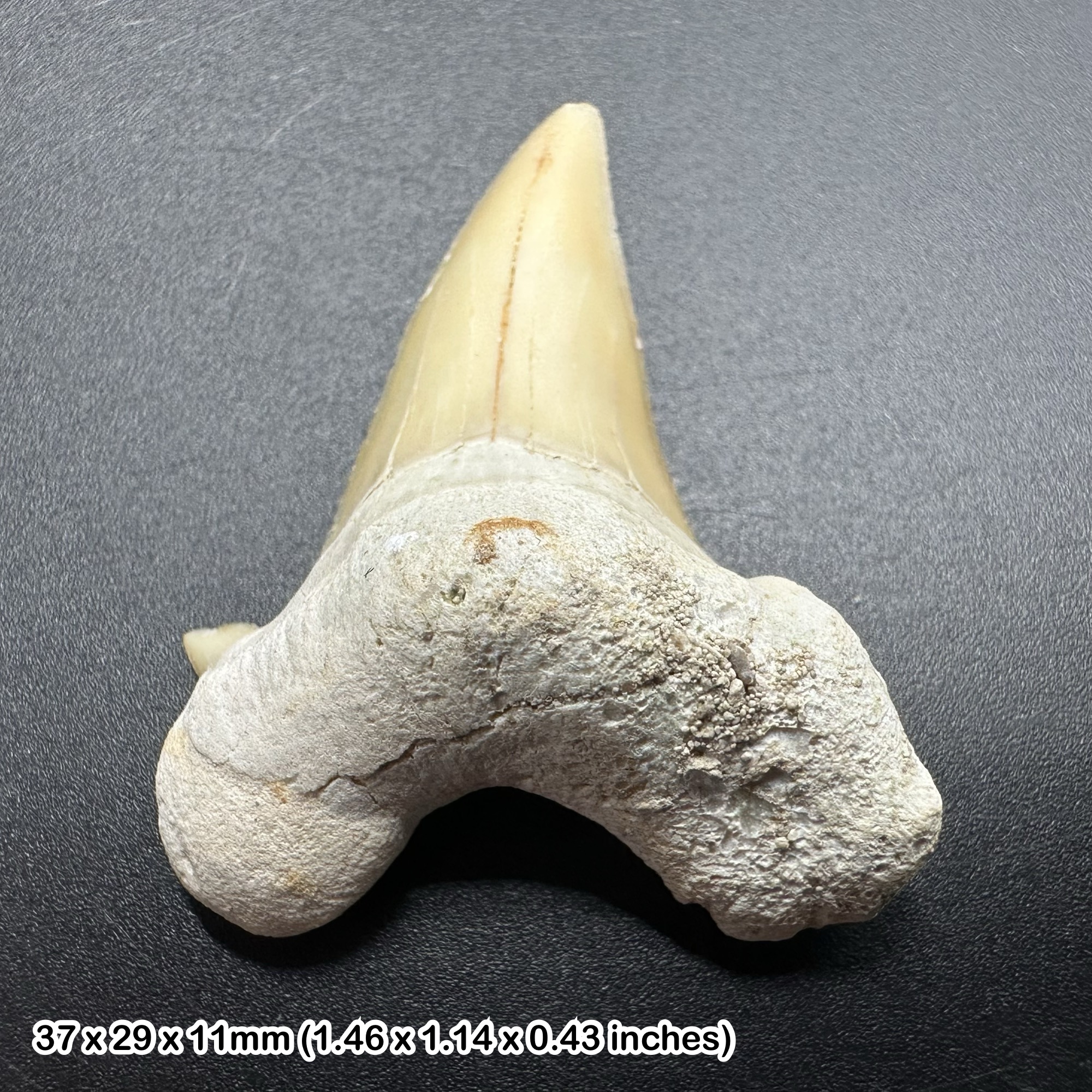 Otodus Obliquus Shark Tooth Fossil - Eocene Period, Morocco
