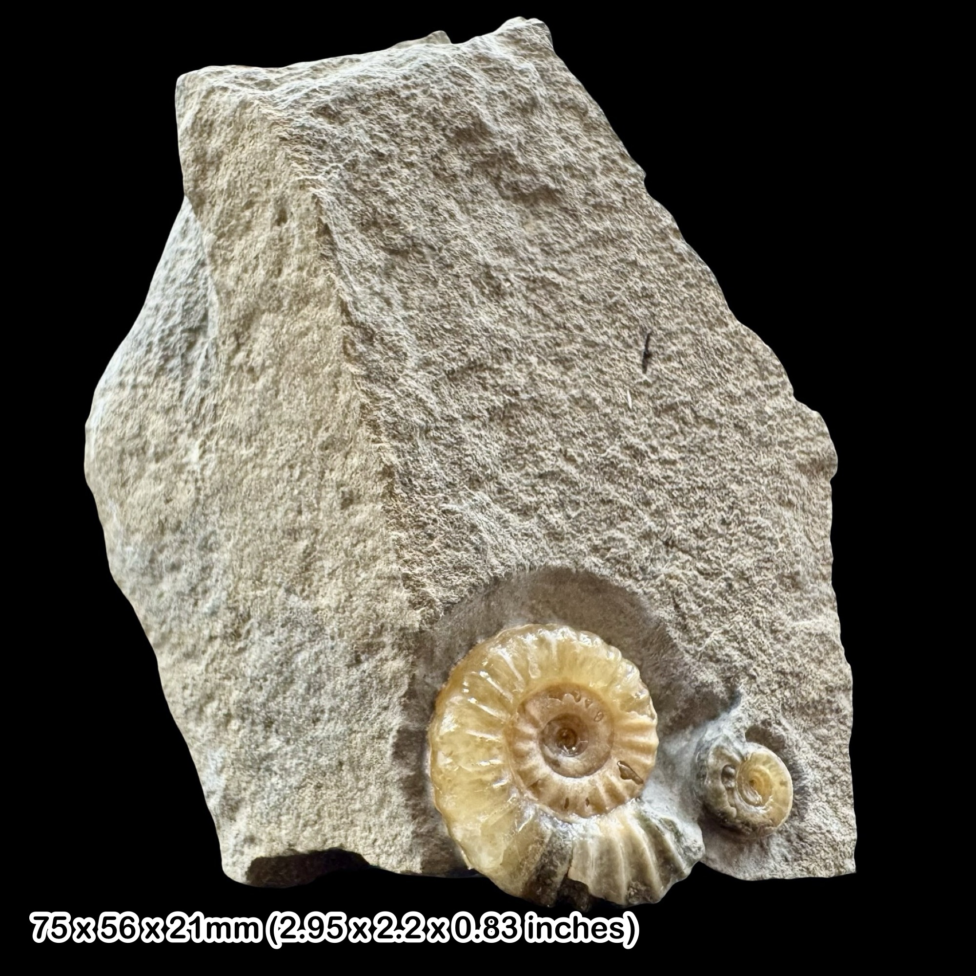 Promicroceras and Cymbites Calcite Ammonite Fossil Jurassic Coast Black Ven Dorset UK Lyme Regis