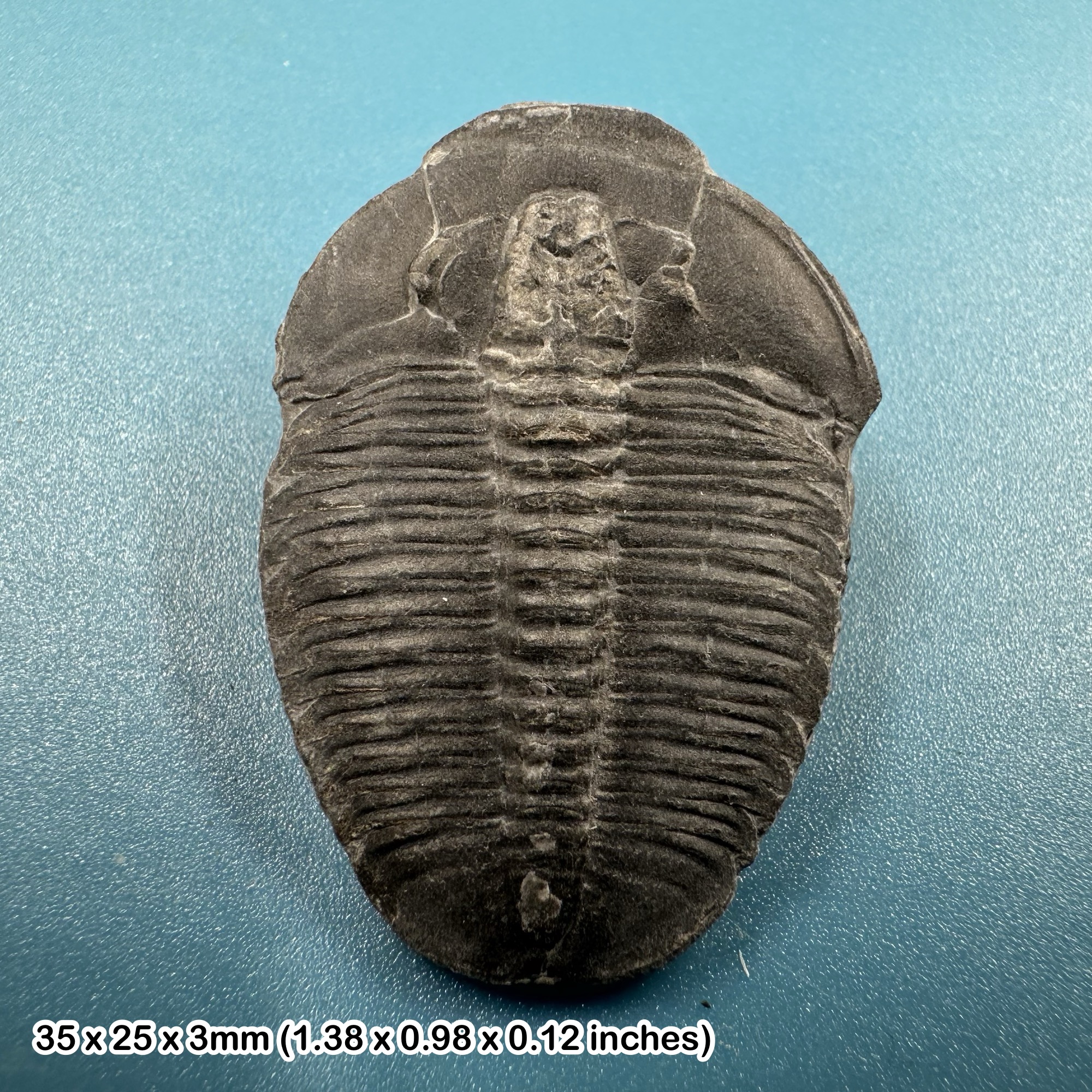 Elrathia kingi Trilobite Fossil from Wheeler Shale Utah USA Middle Cambrian House Range COA