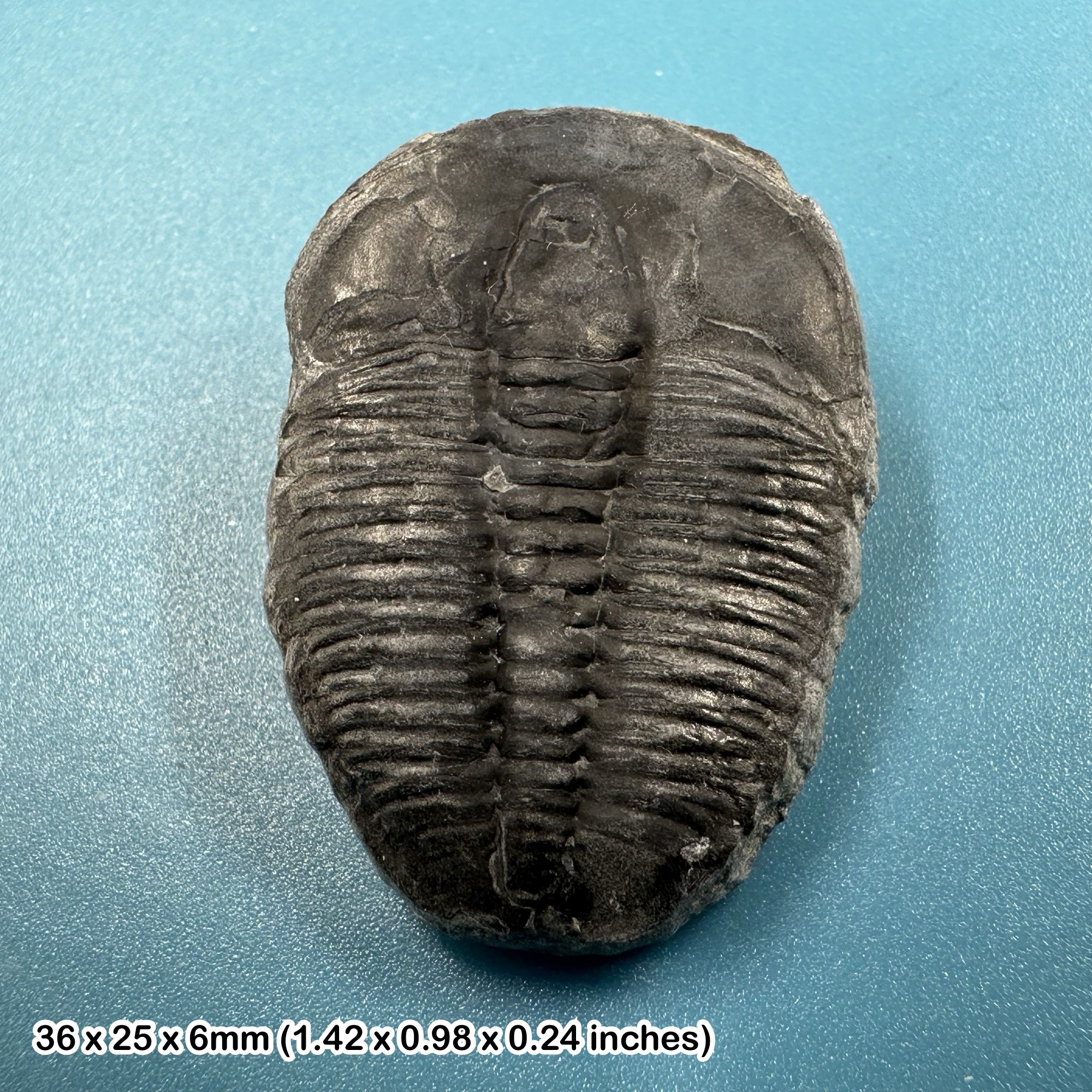 Elrathia kingi Trilobite Fossil from Wheeler Shale Utah USA Middle Cambrian House Range COA