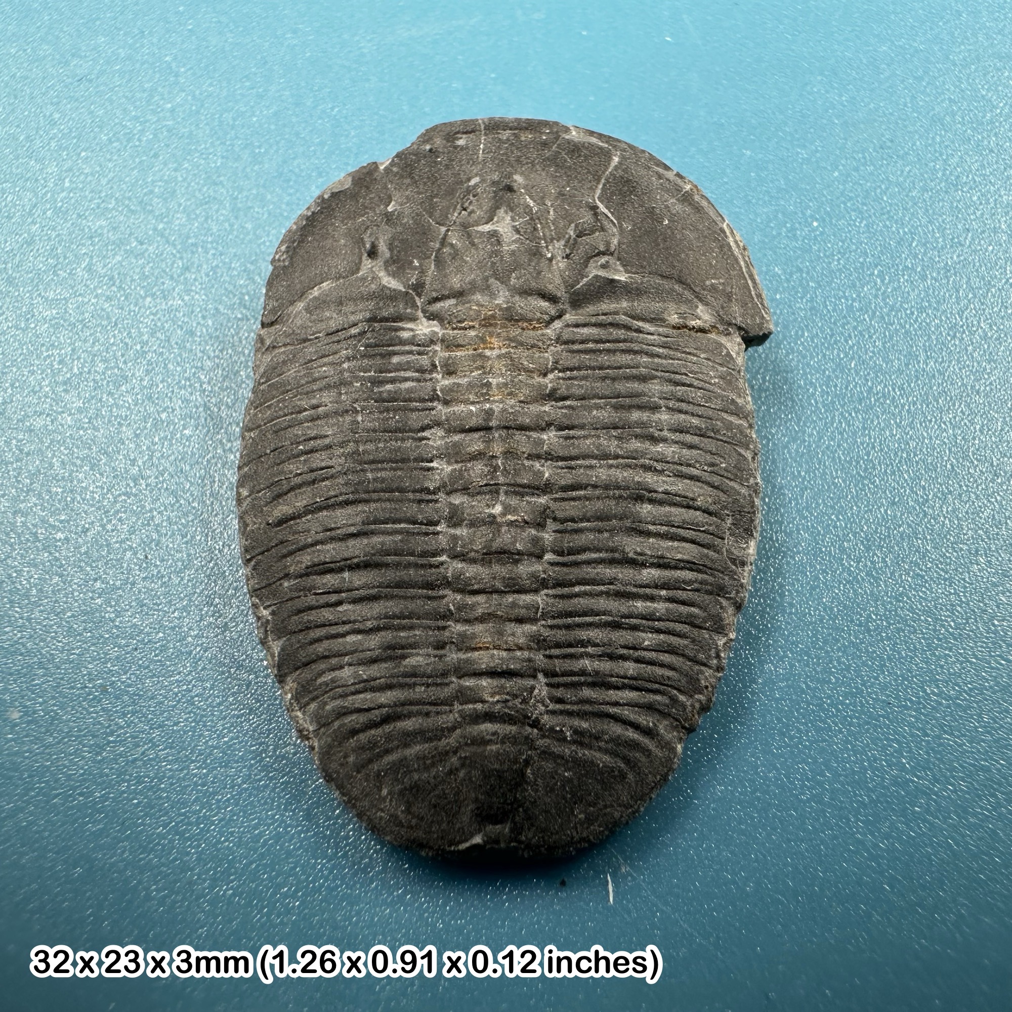 Elrathia kingi Trilobite Fossil from Wheeler Shale Utah USA Middle Cambrian House Range COA